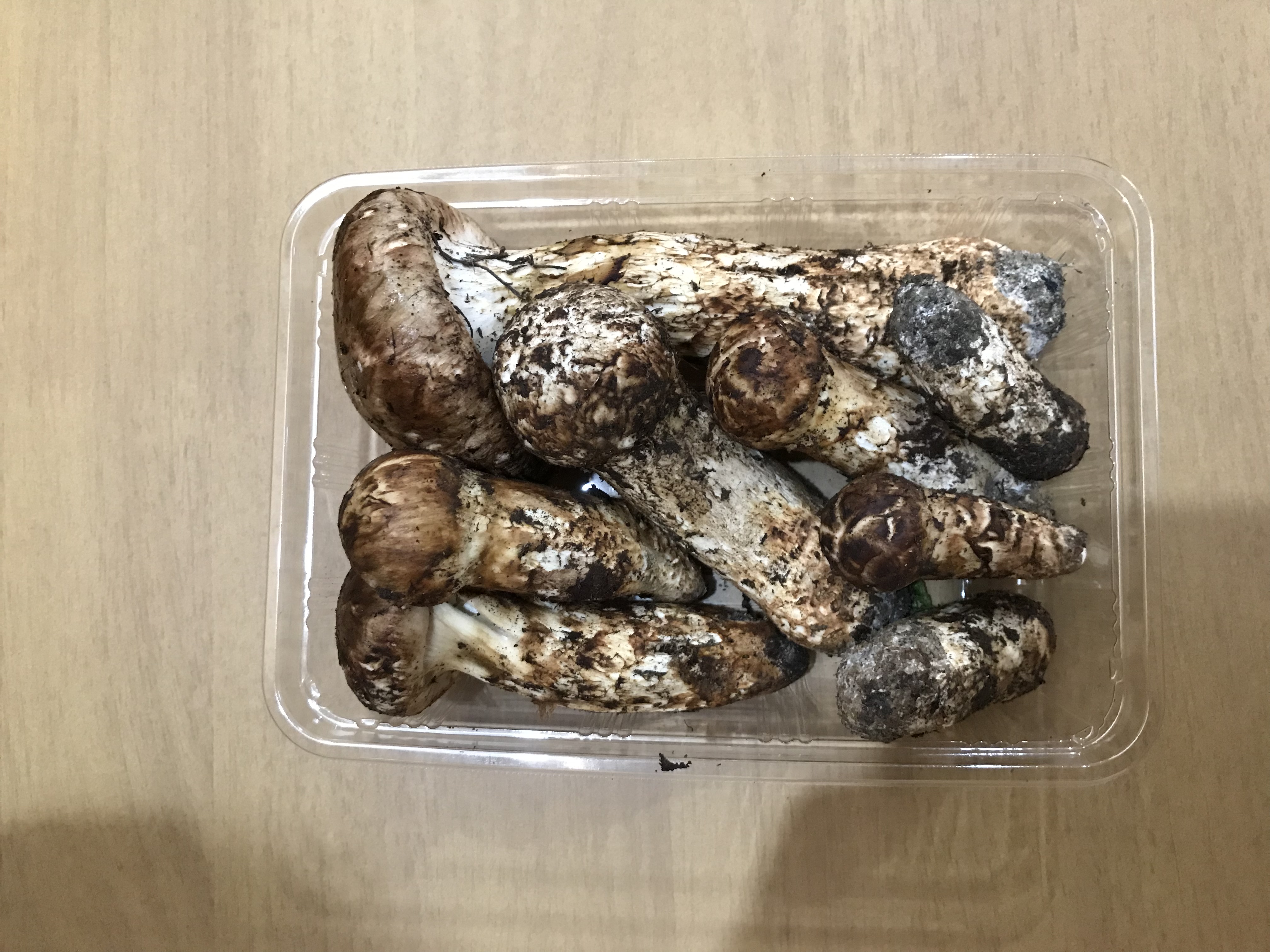 松茸 松茸