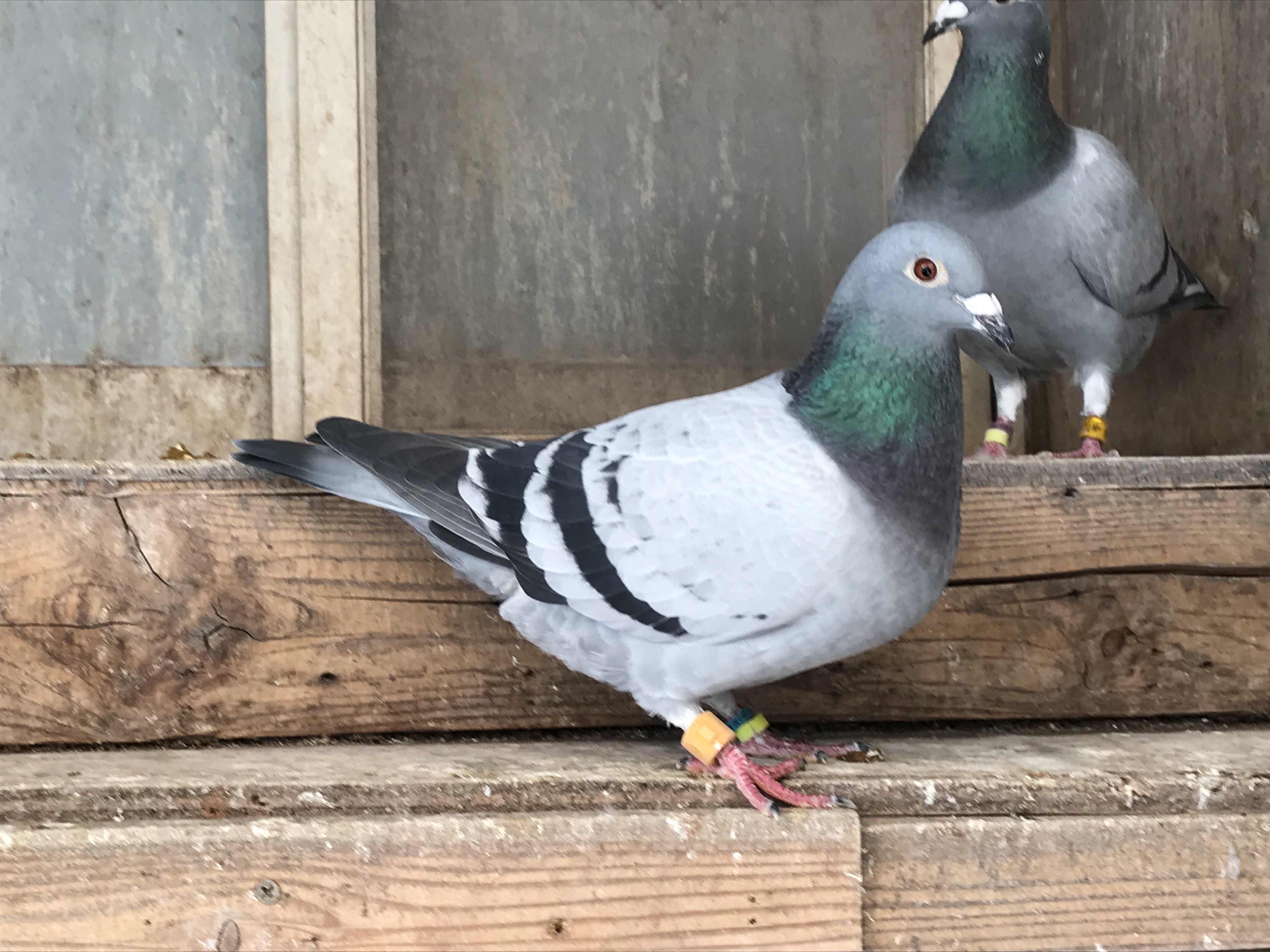 1110鳩 1110鳩