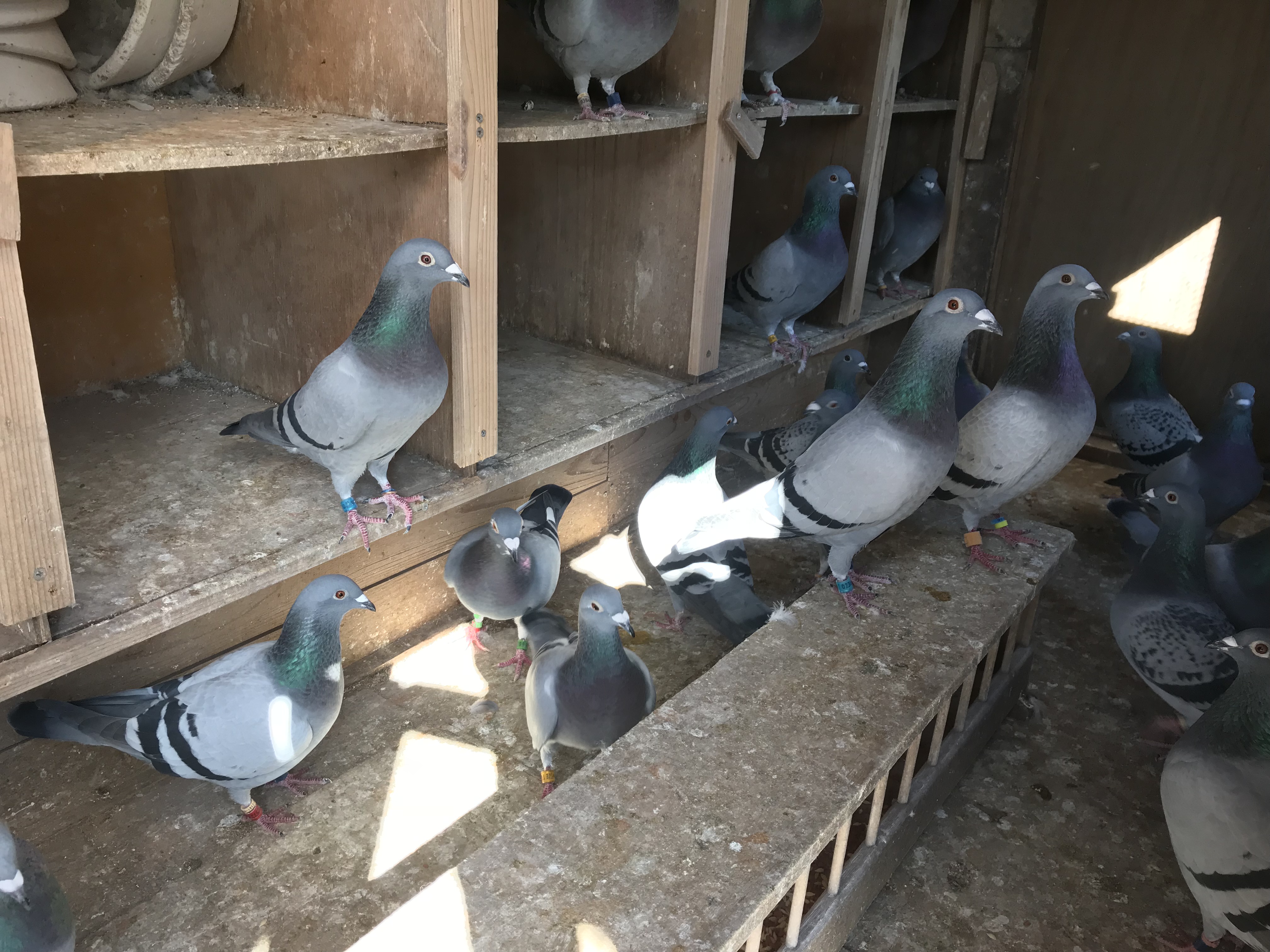 鳩メス種 鳩メス種