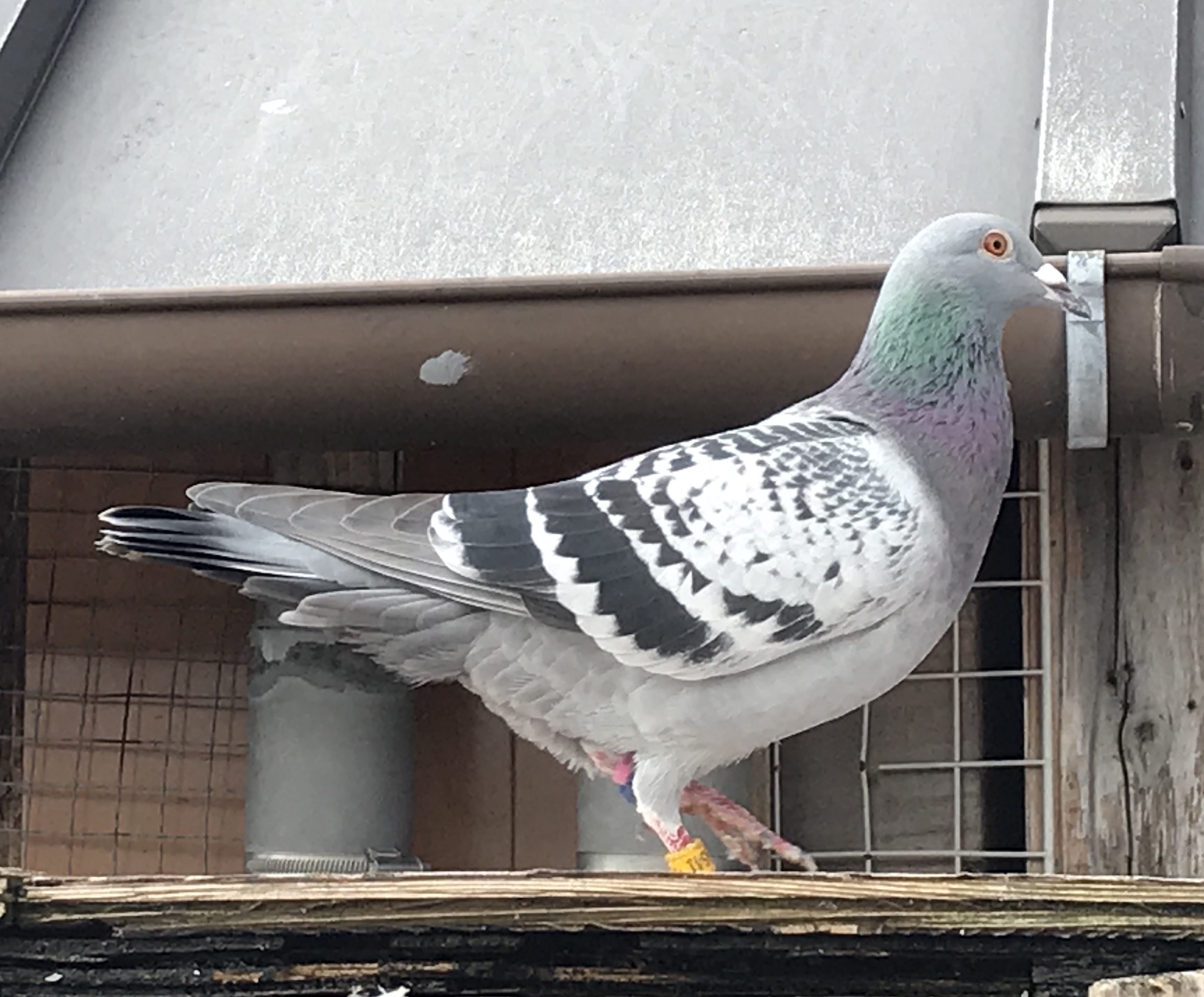 1207鳩 1207鳩