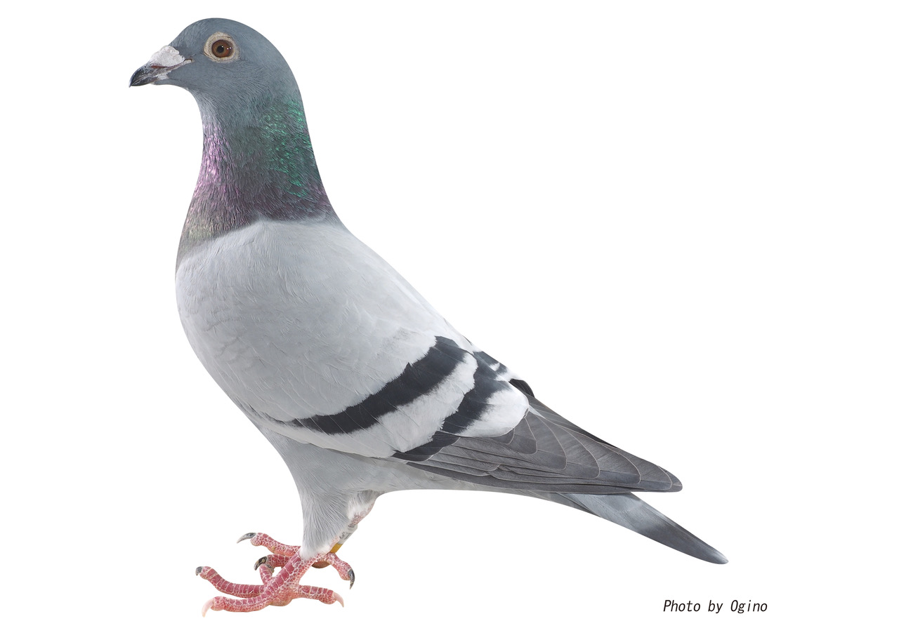 鳩-1 鳩-1