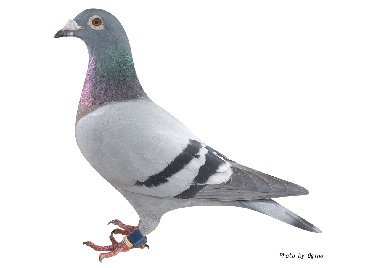 鳩-2 鳩-2