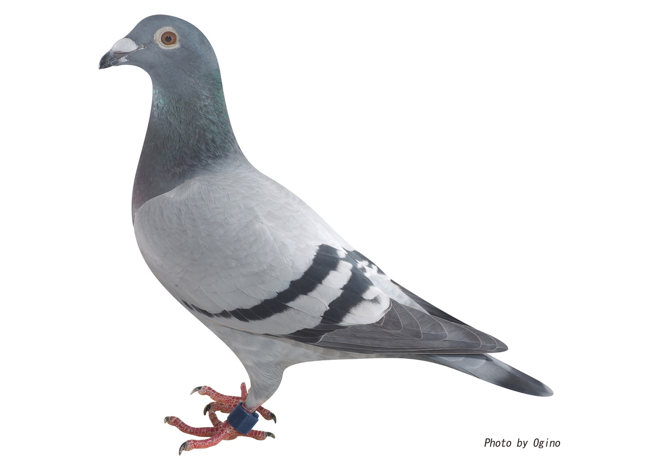 鳩-3 鳩-3