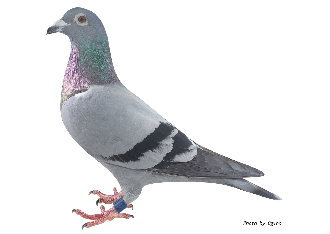 鳩-4 鳩-4