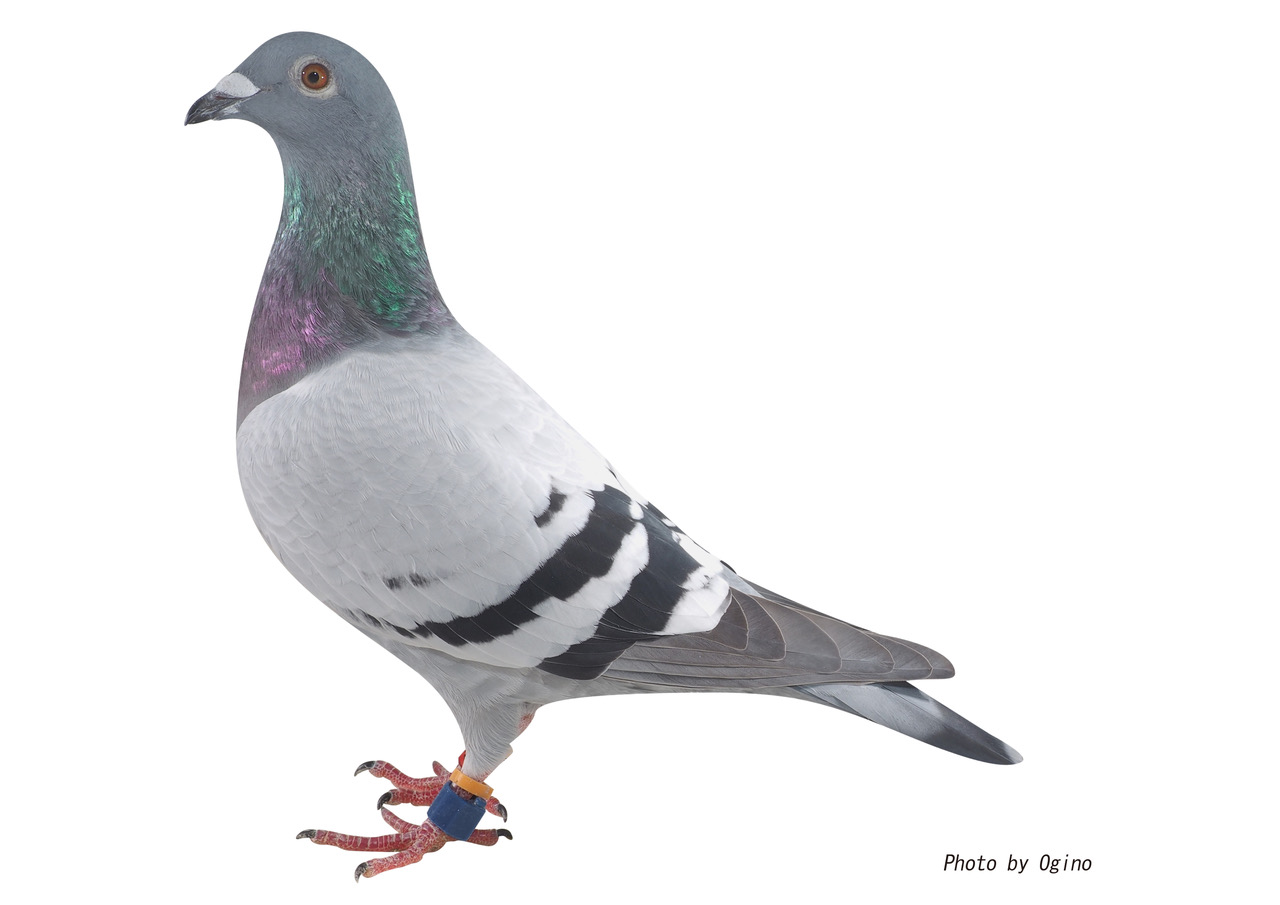 鳩-5 鳩-5