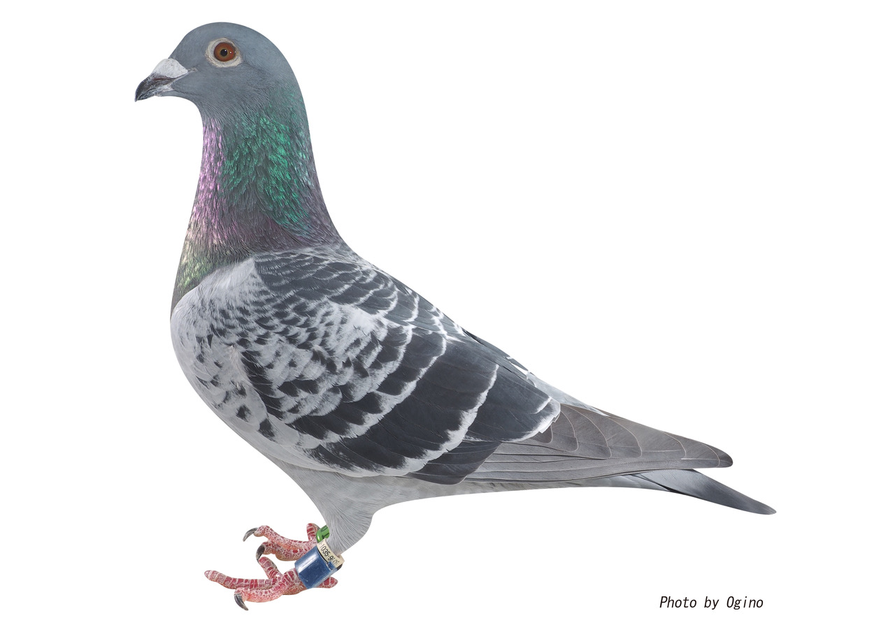 鳩-6 鳩-6
