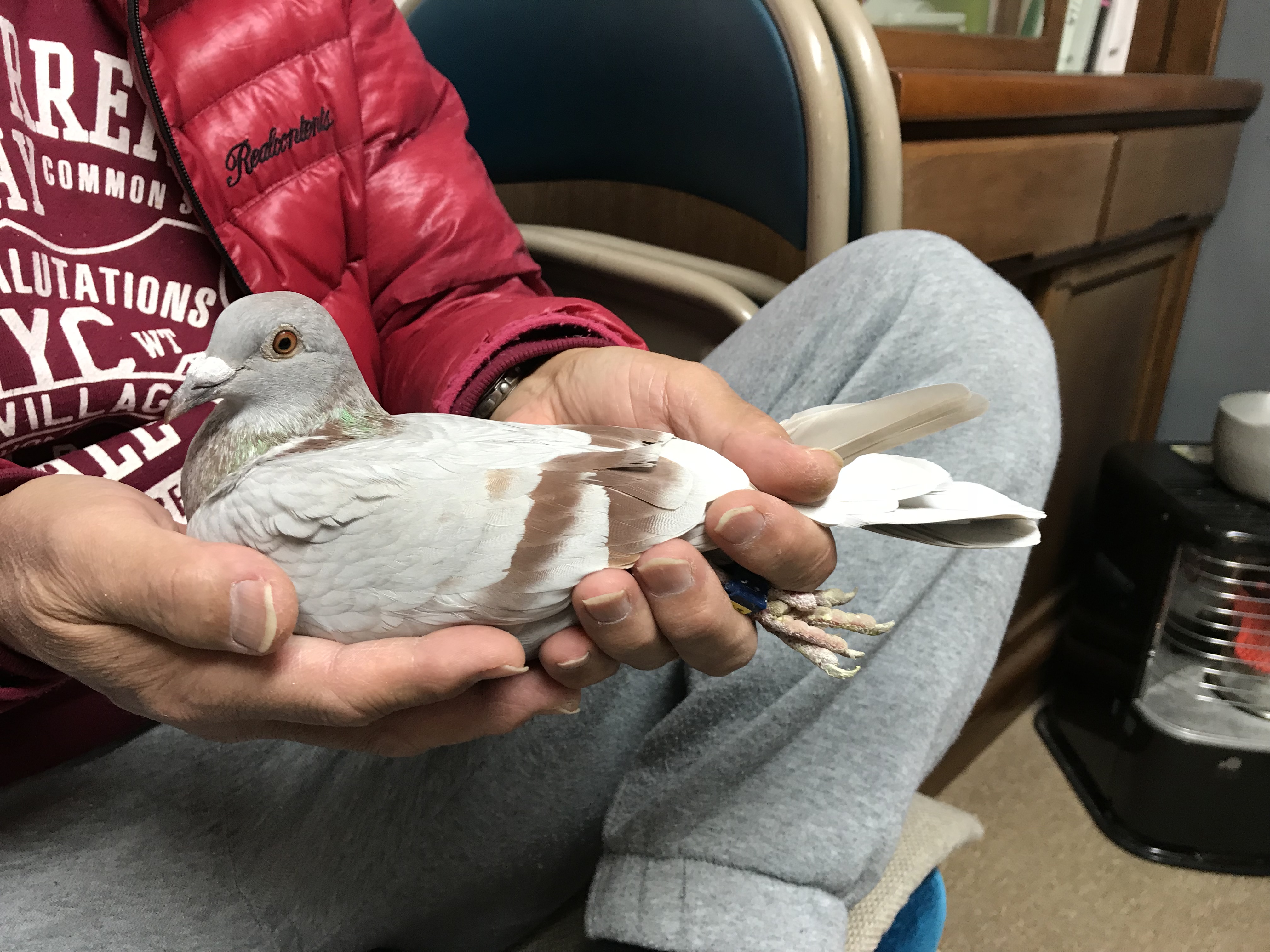 500鳩1 500鳩1