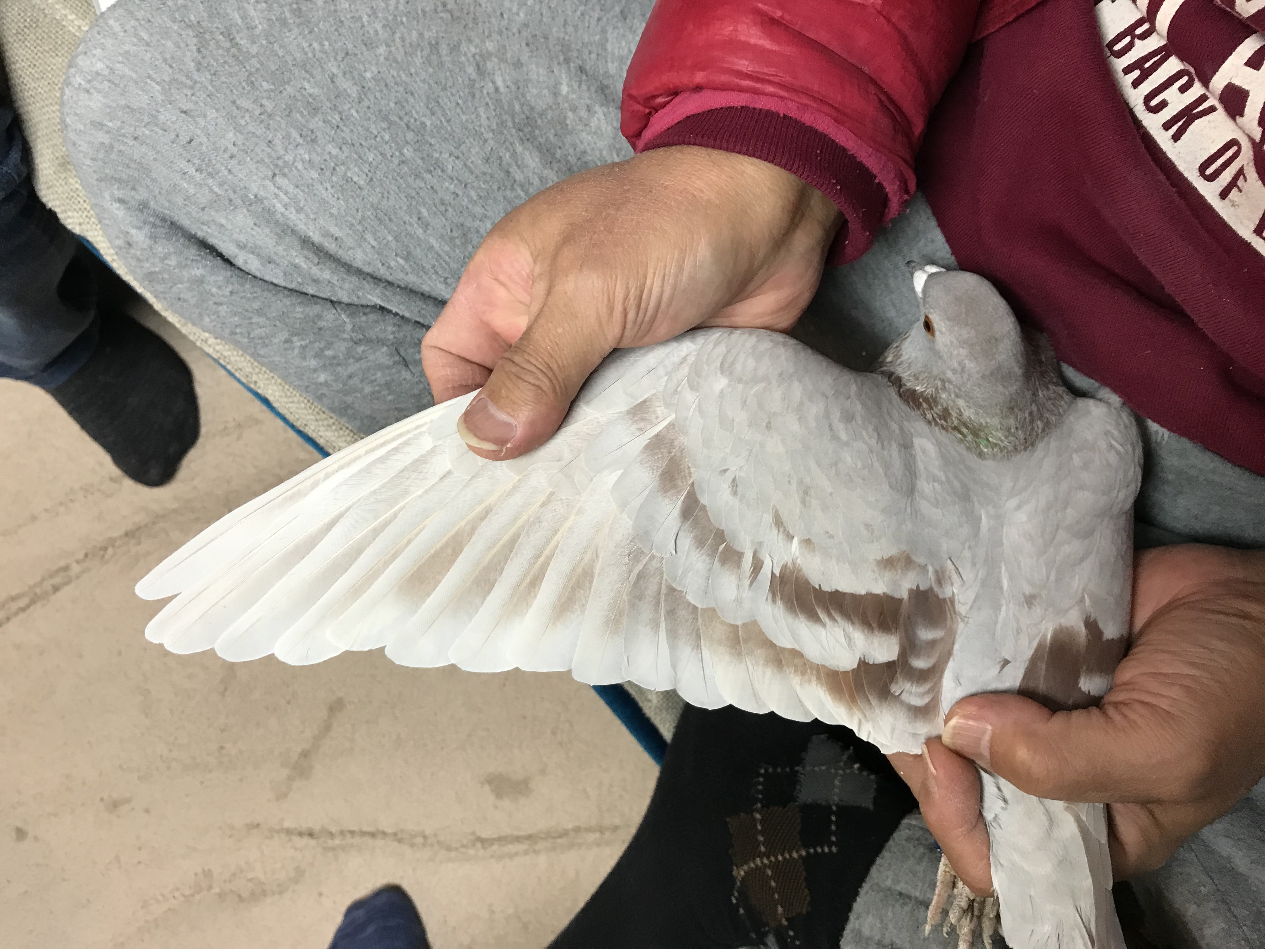 500鳩2 500鳩2