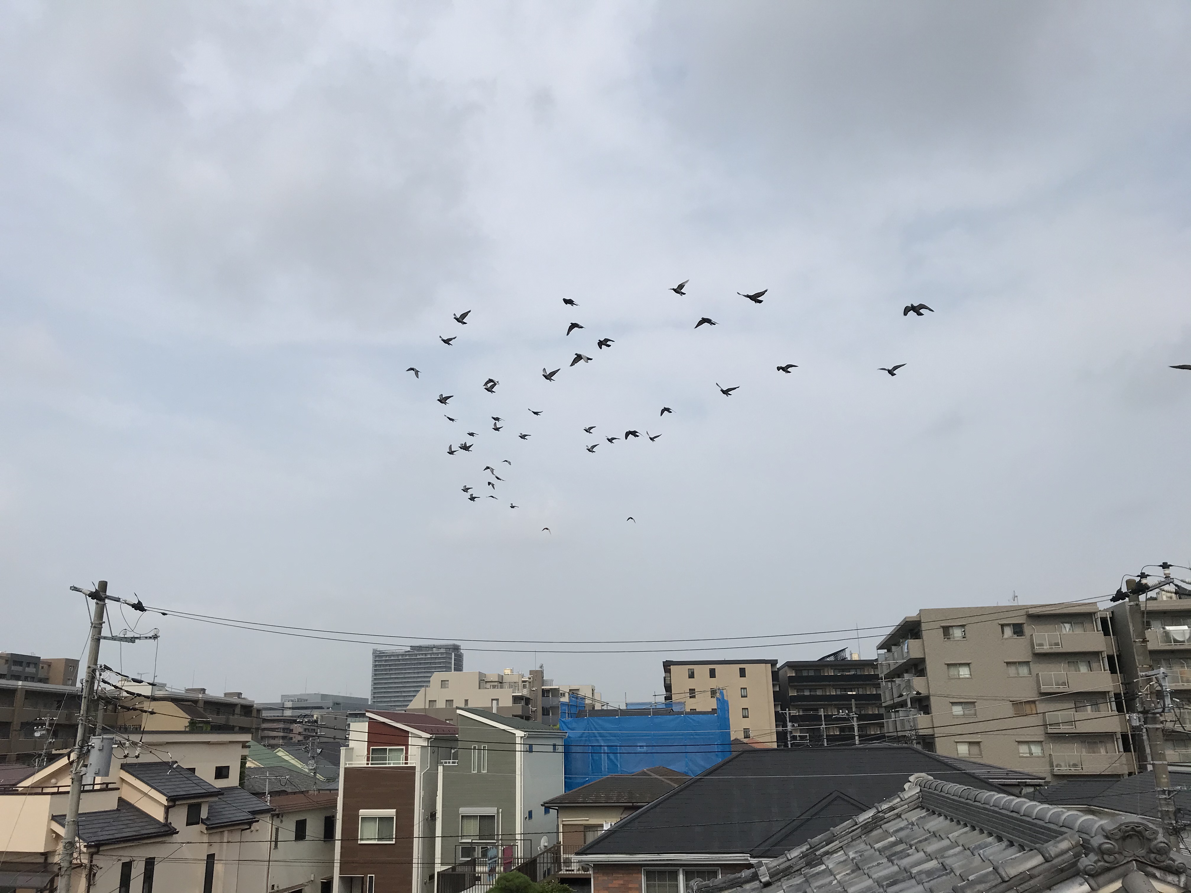 08083 08083