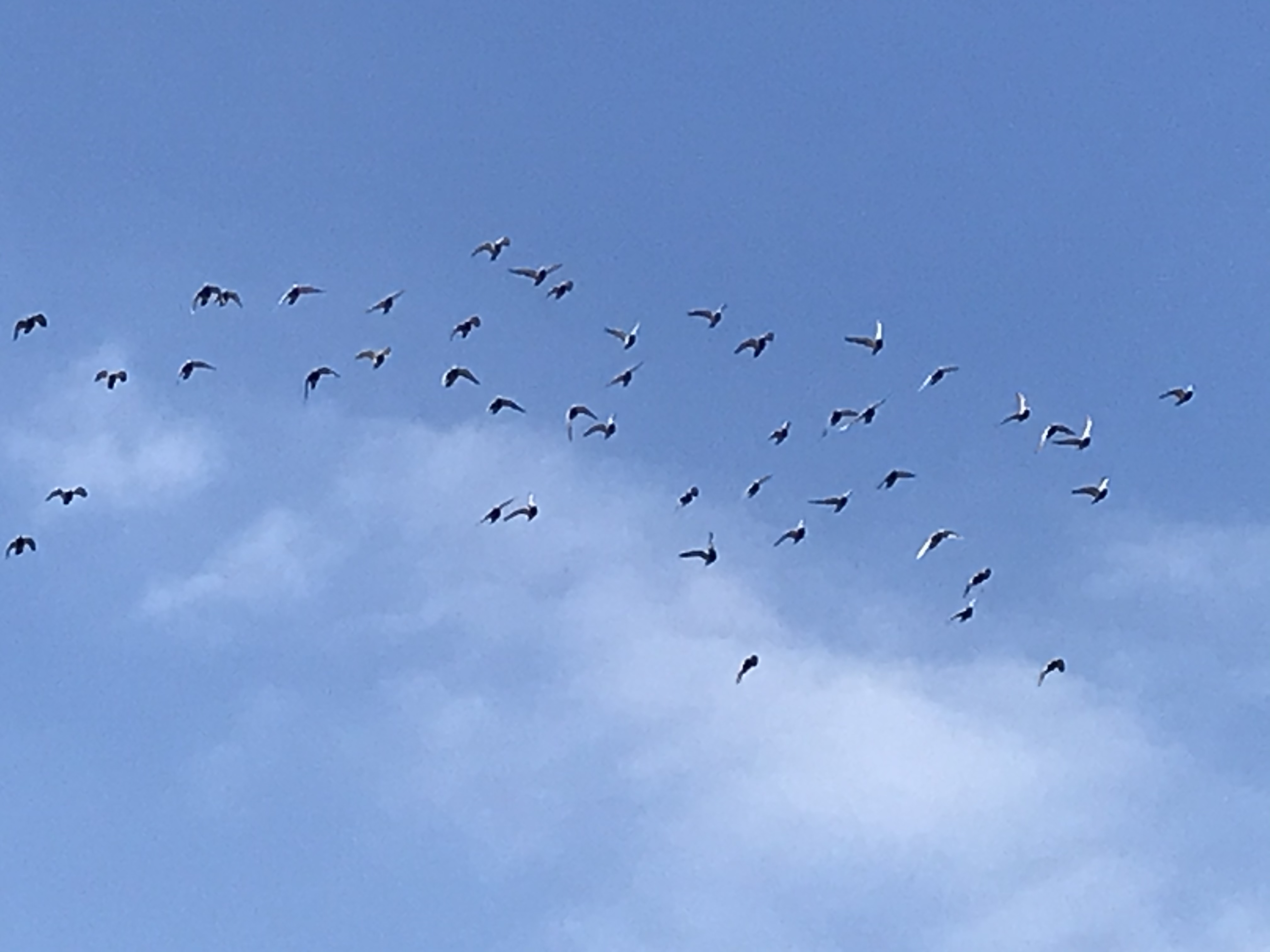 10061 10061