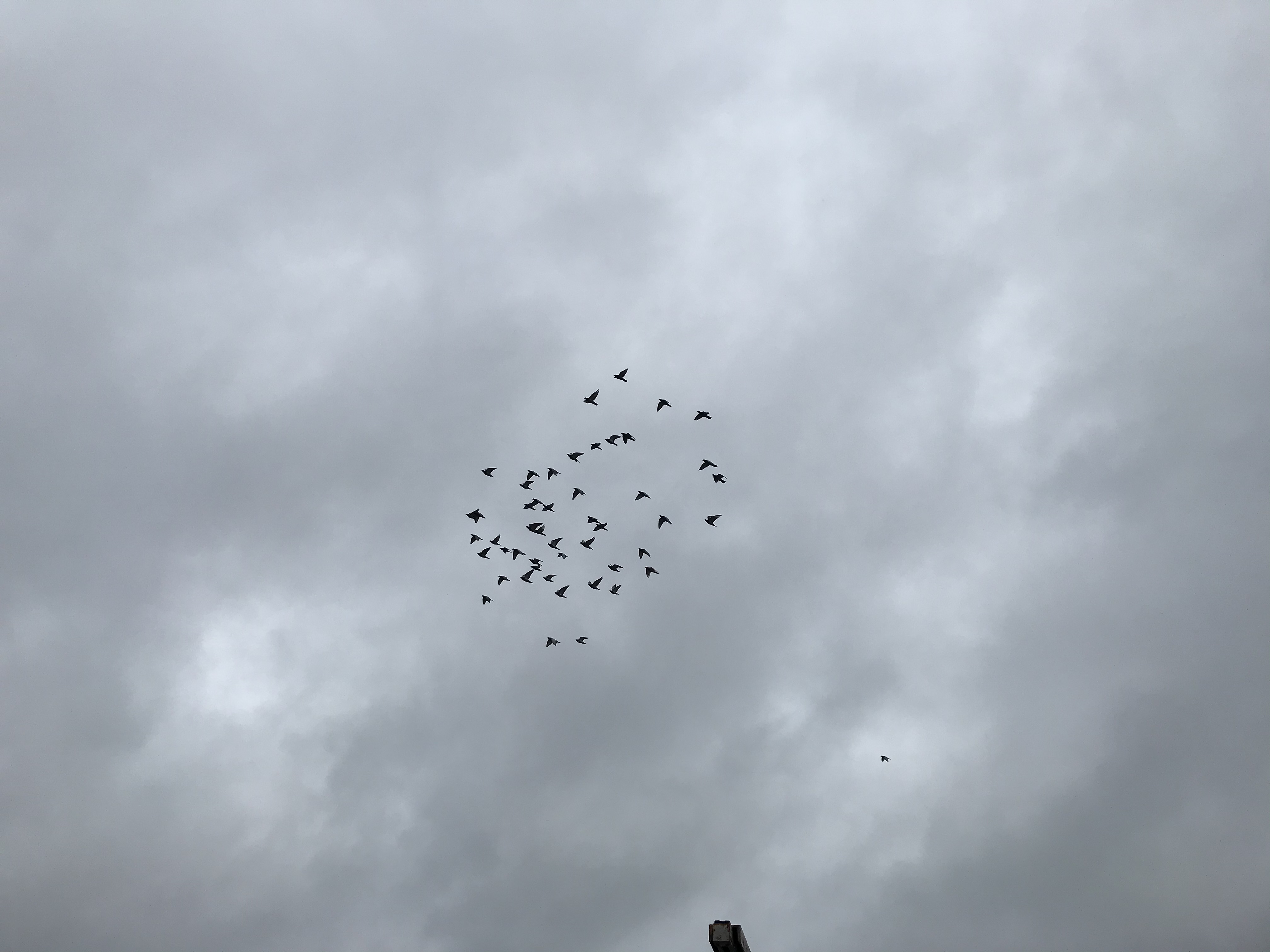 10081 10081
