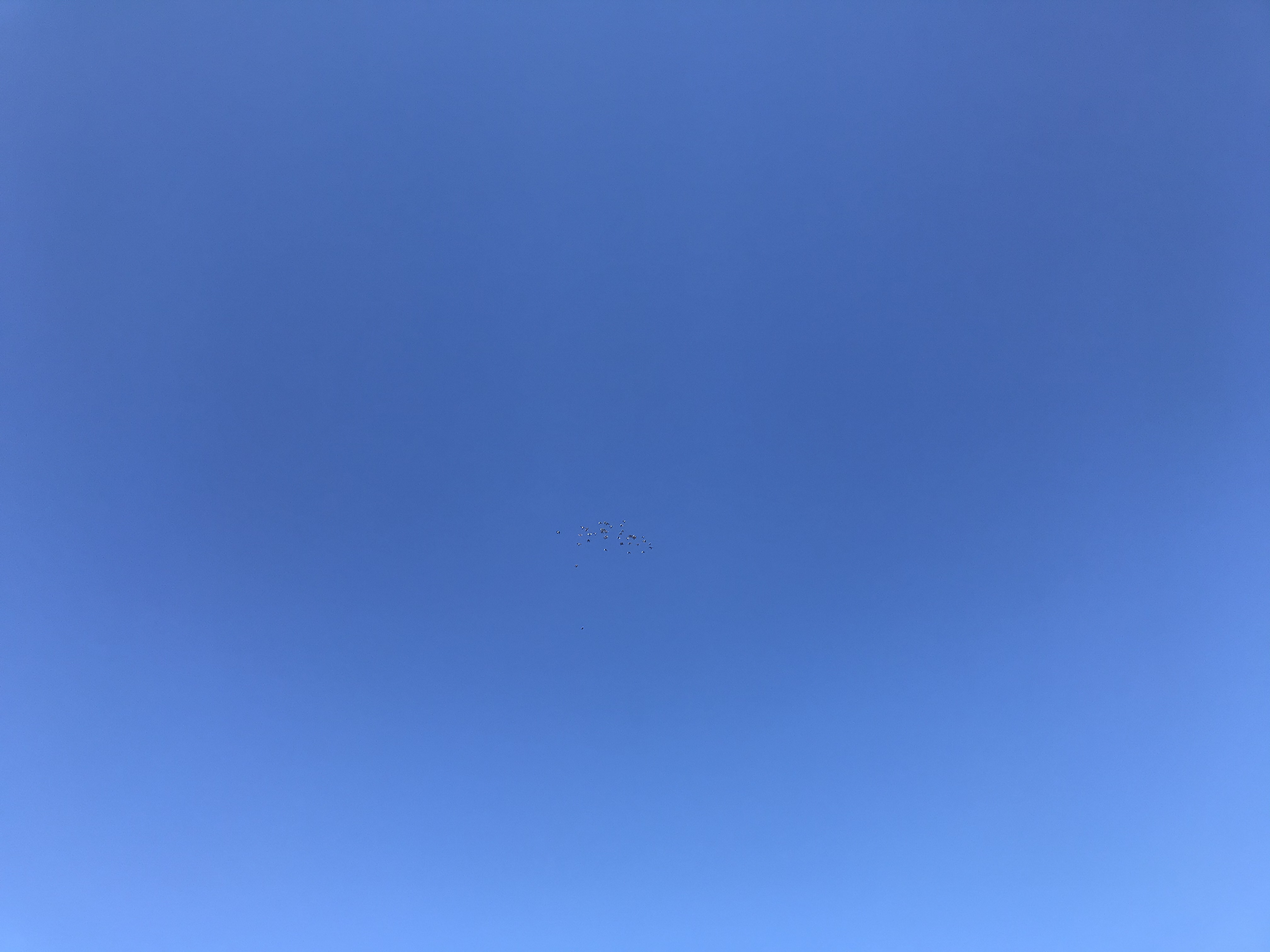 11041 11041