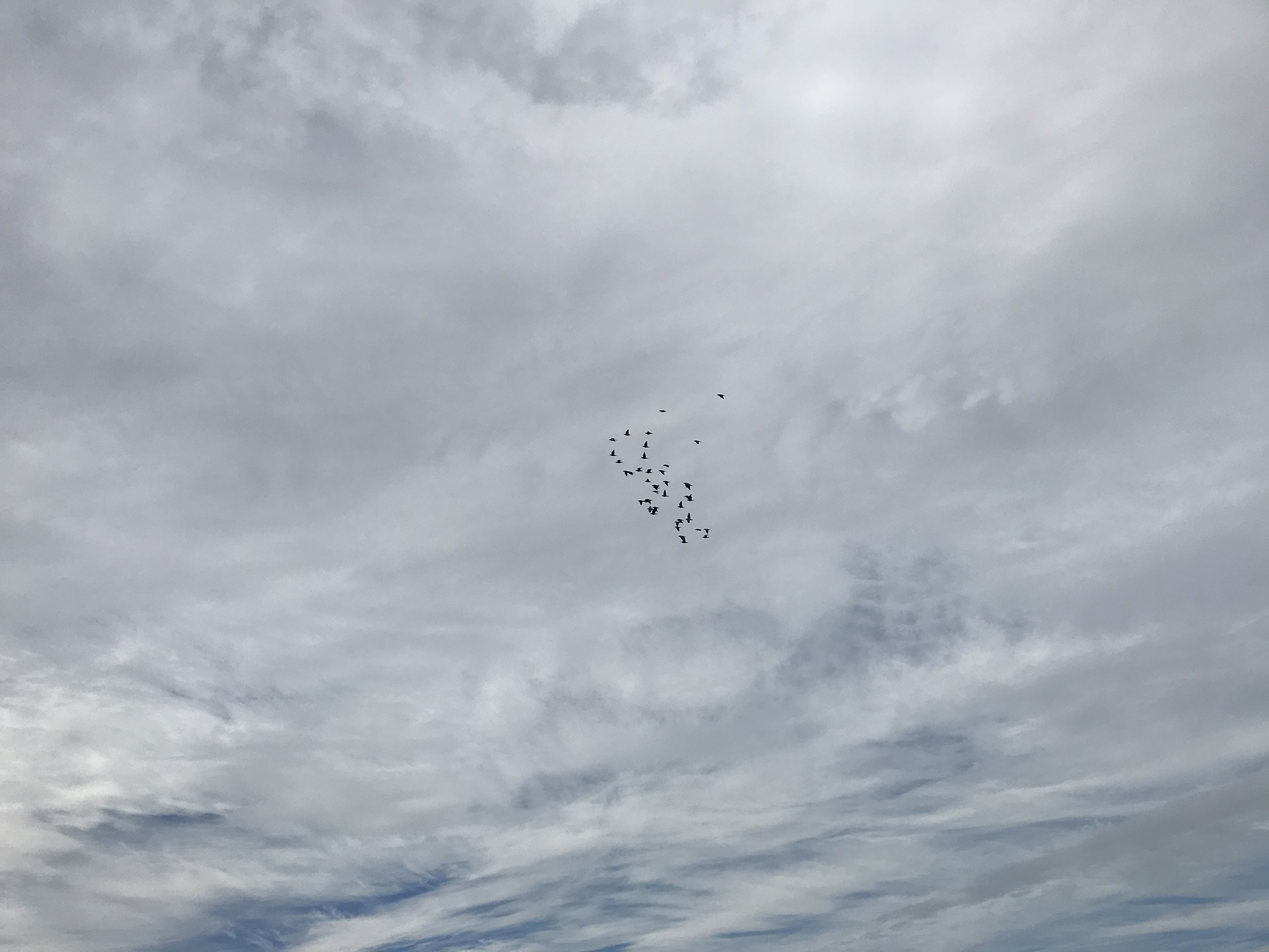 11071 11071