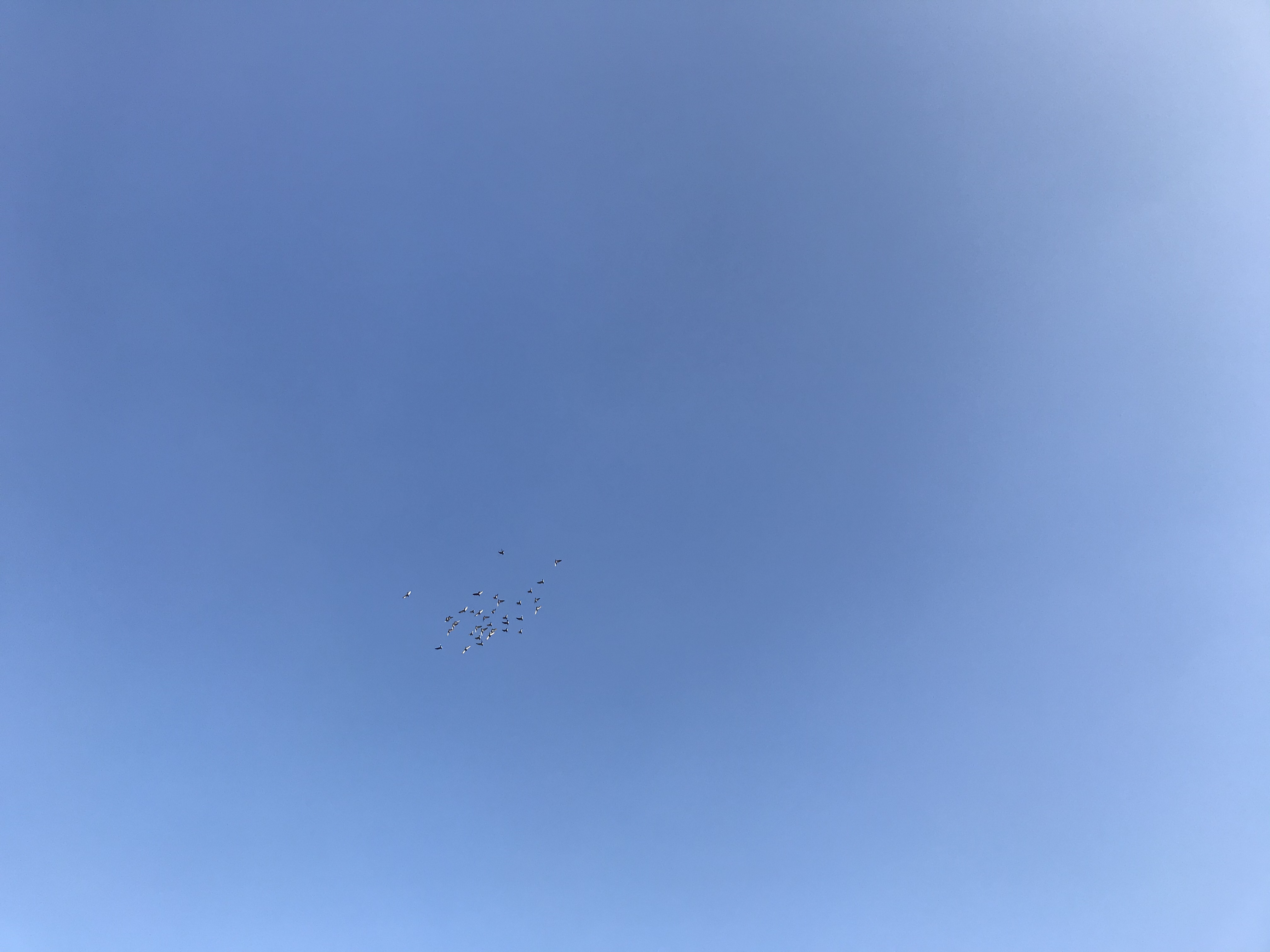 11261 11261