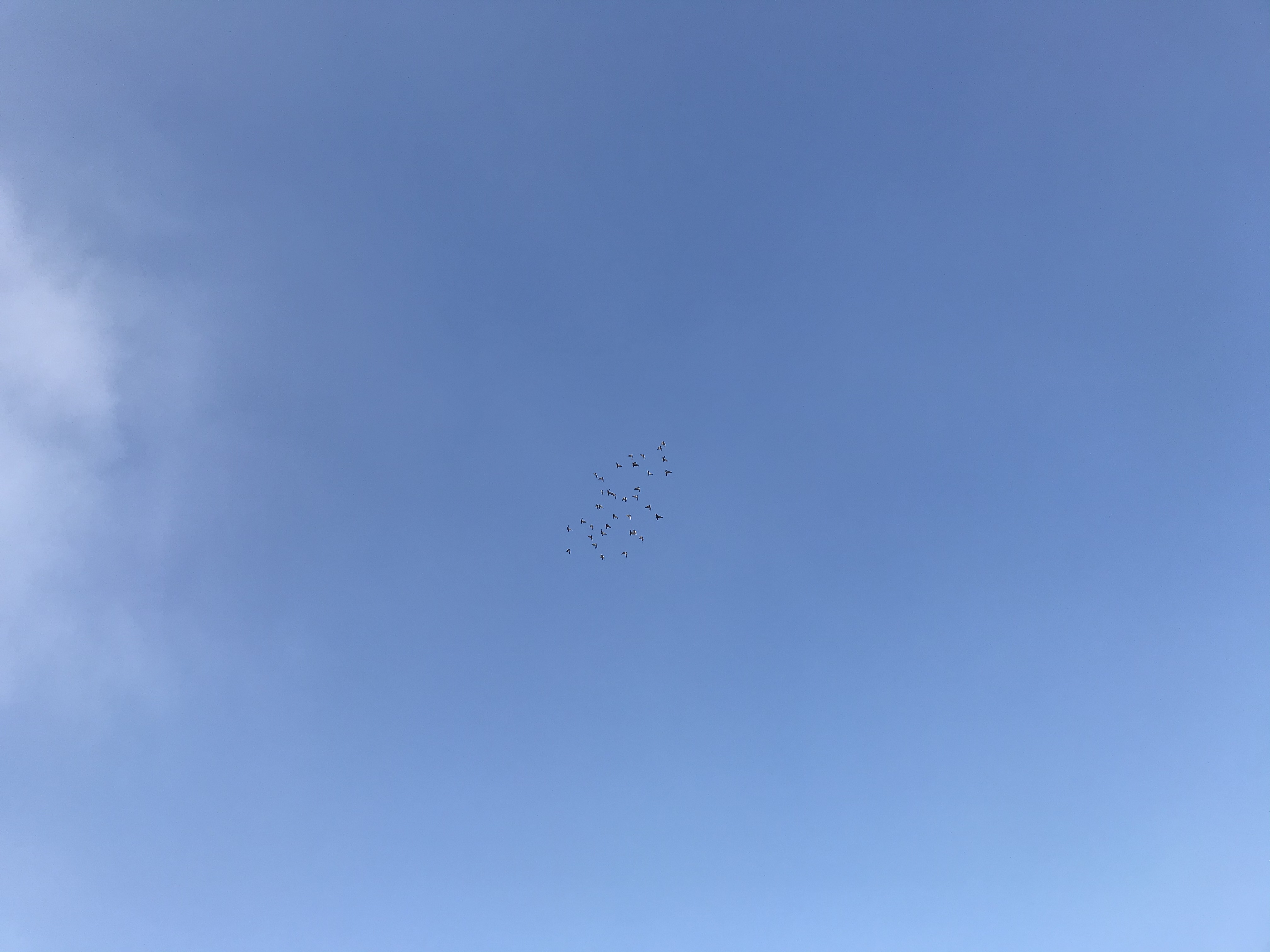 11262 11262