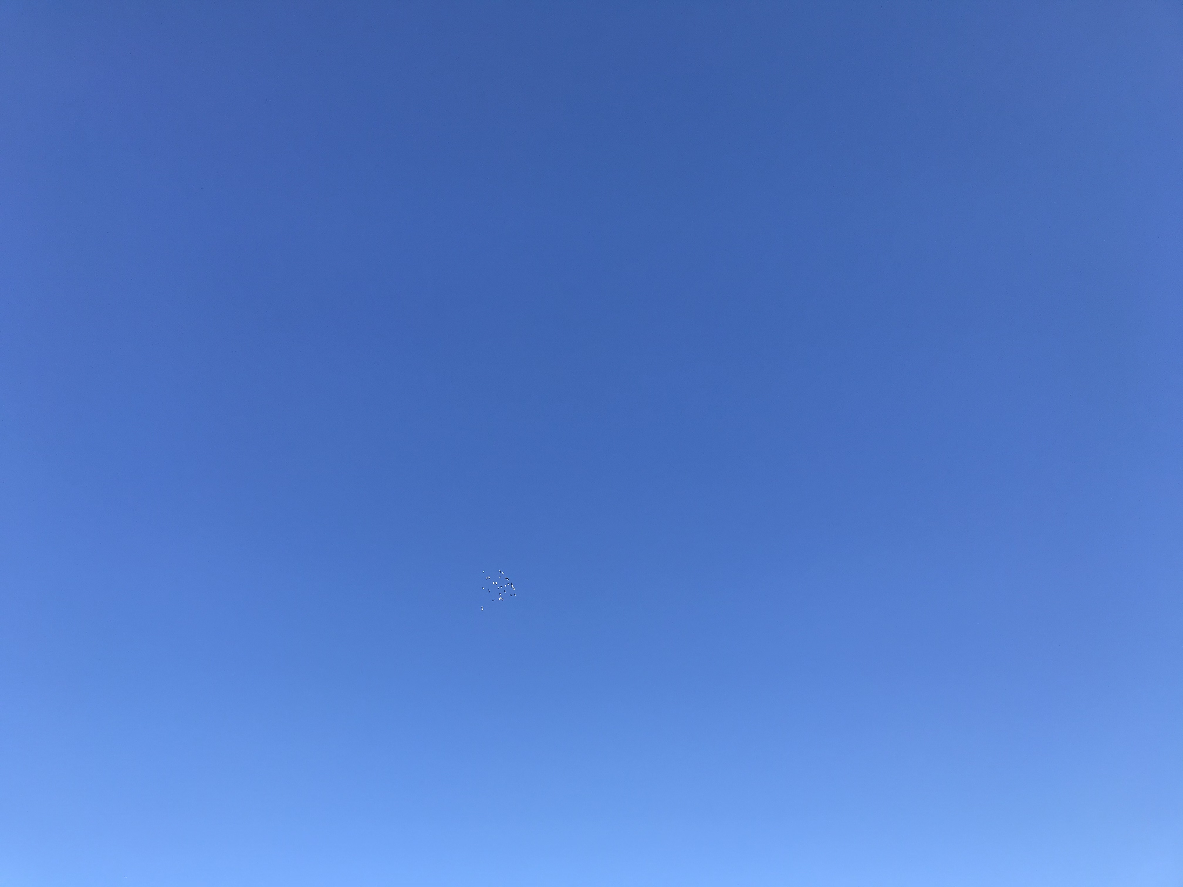 12161 12161