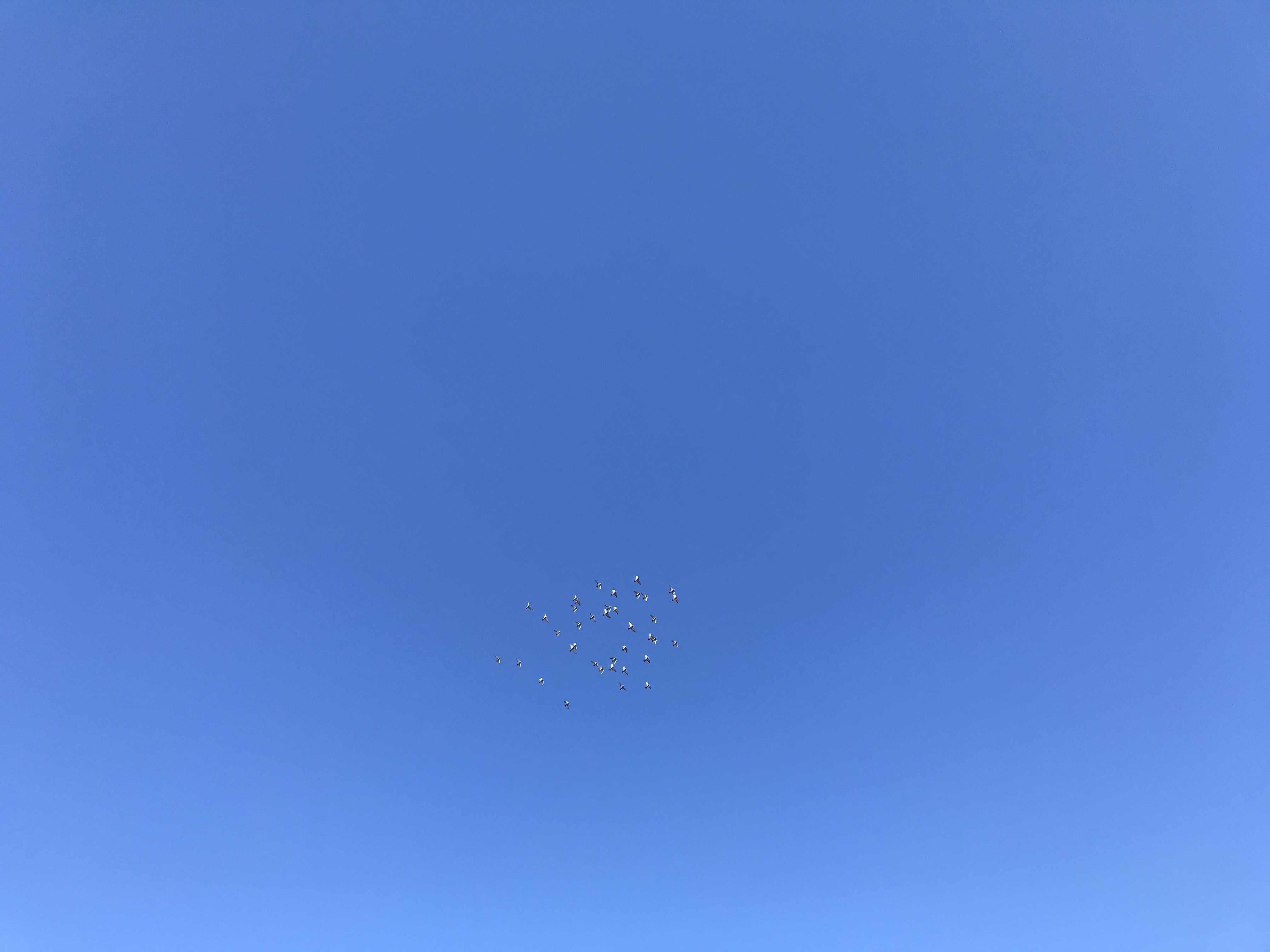 12232 12232