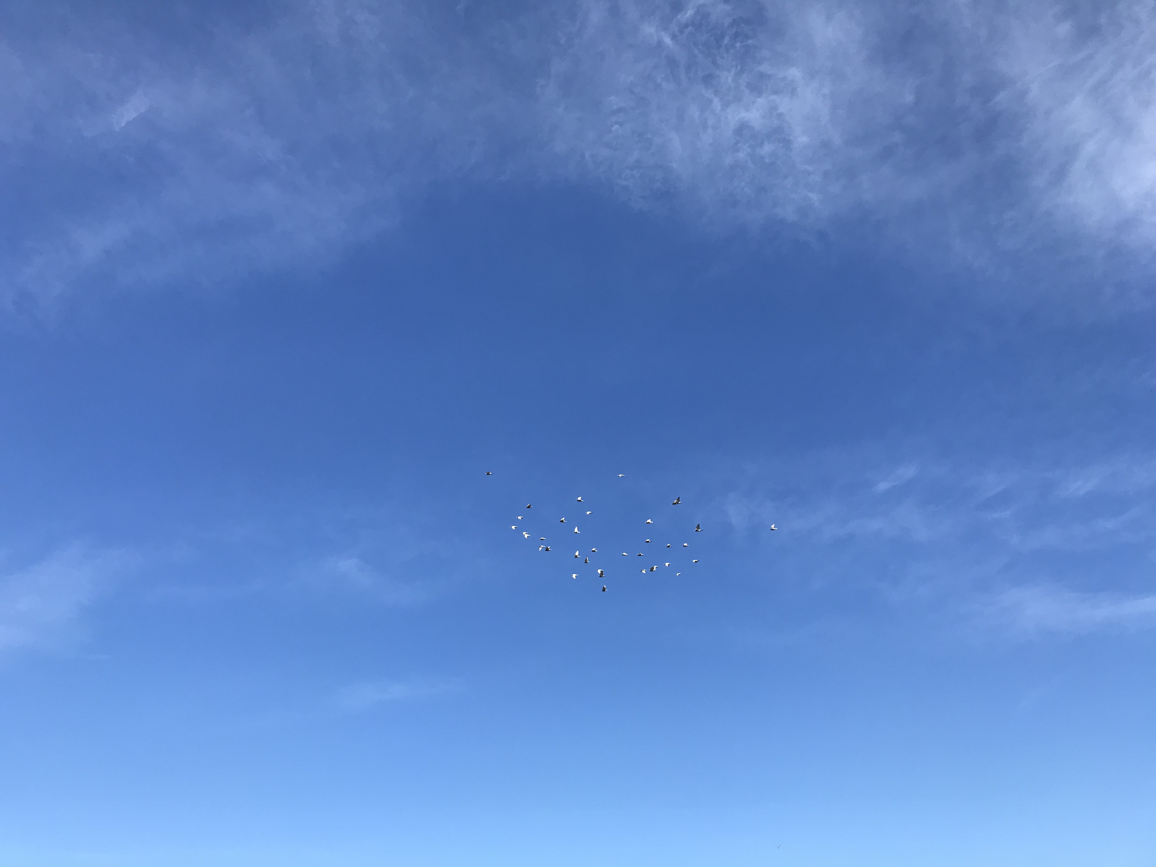 12262 12262
