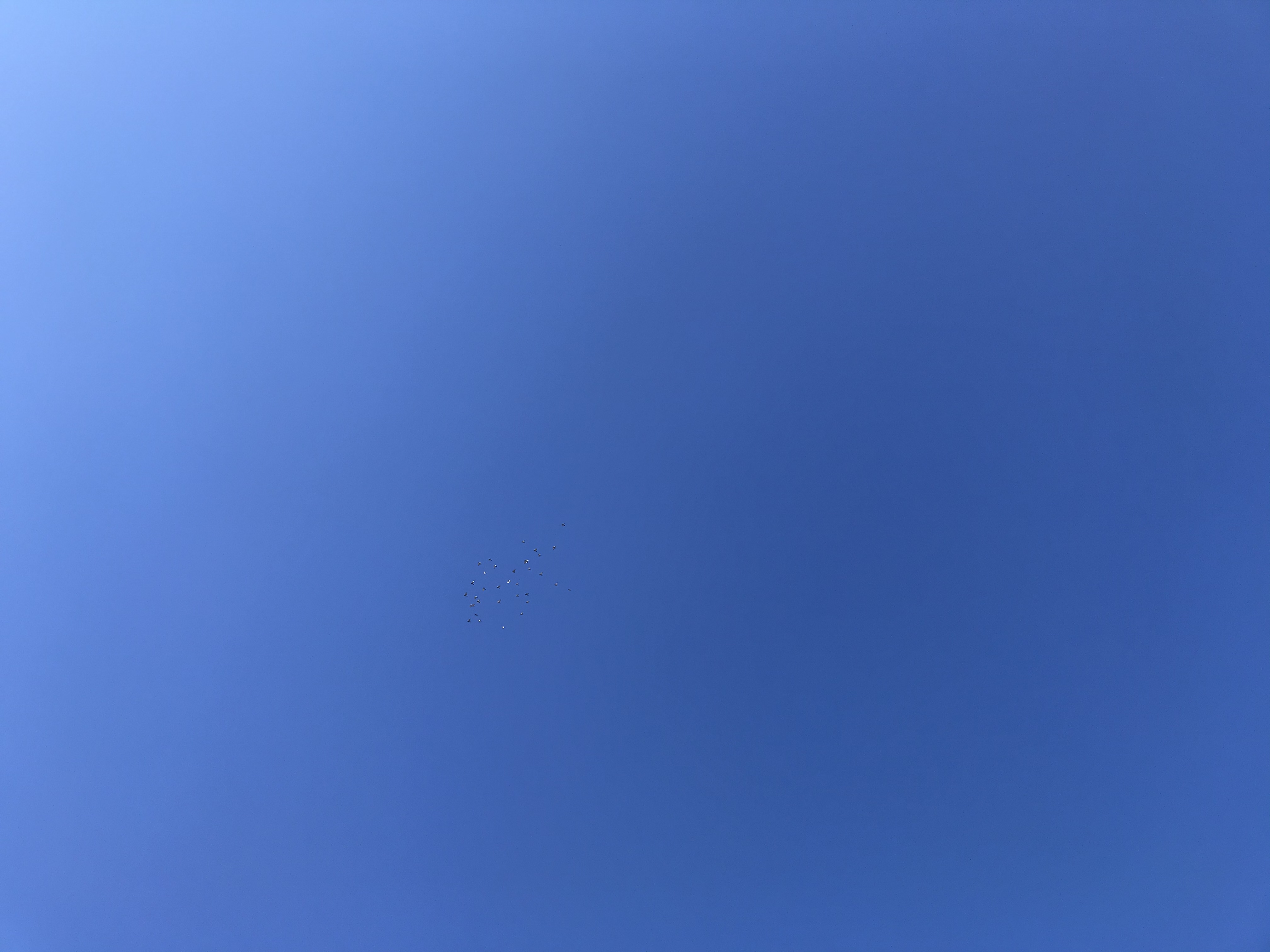 0219/1