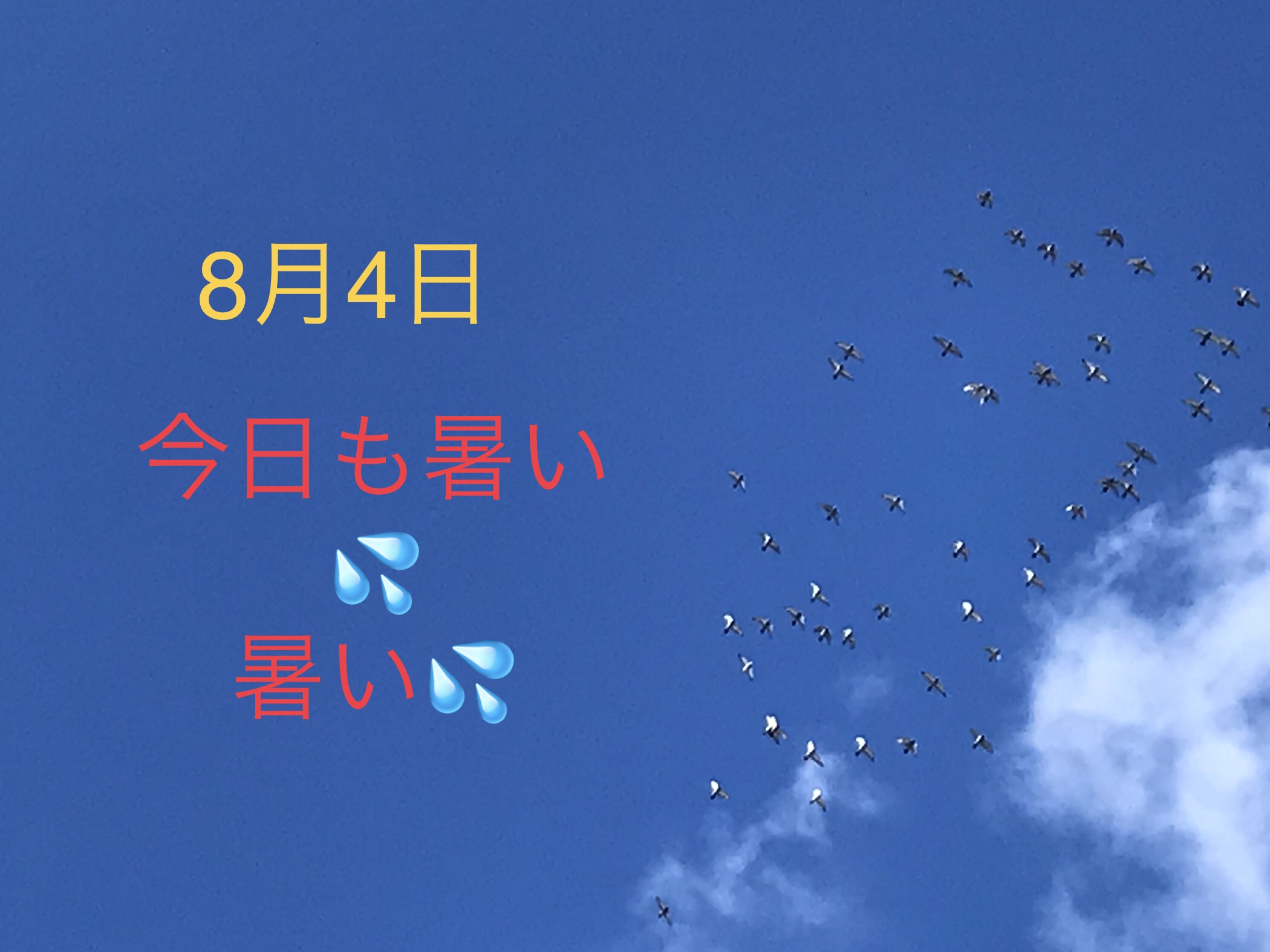 0804/1 0804/1