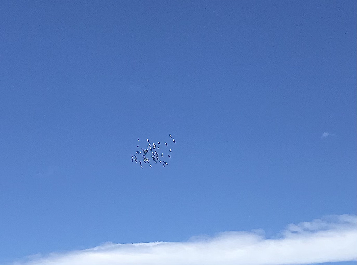 0810/1 0810/1