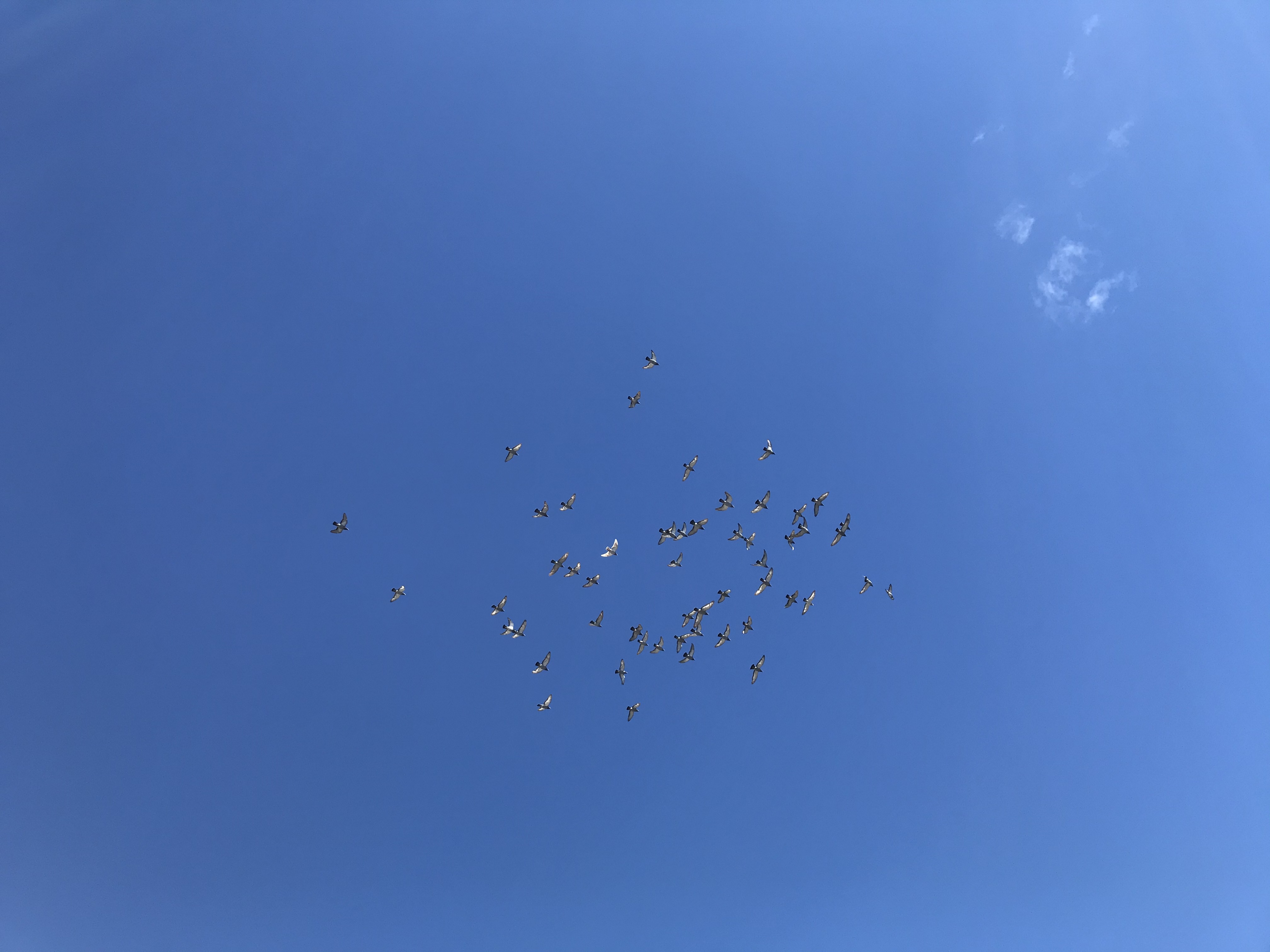 0819/3 0819/3