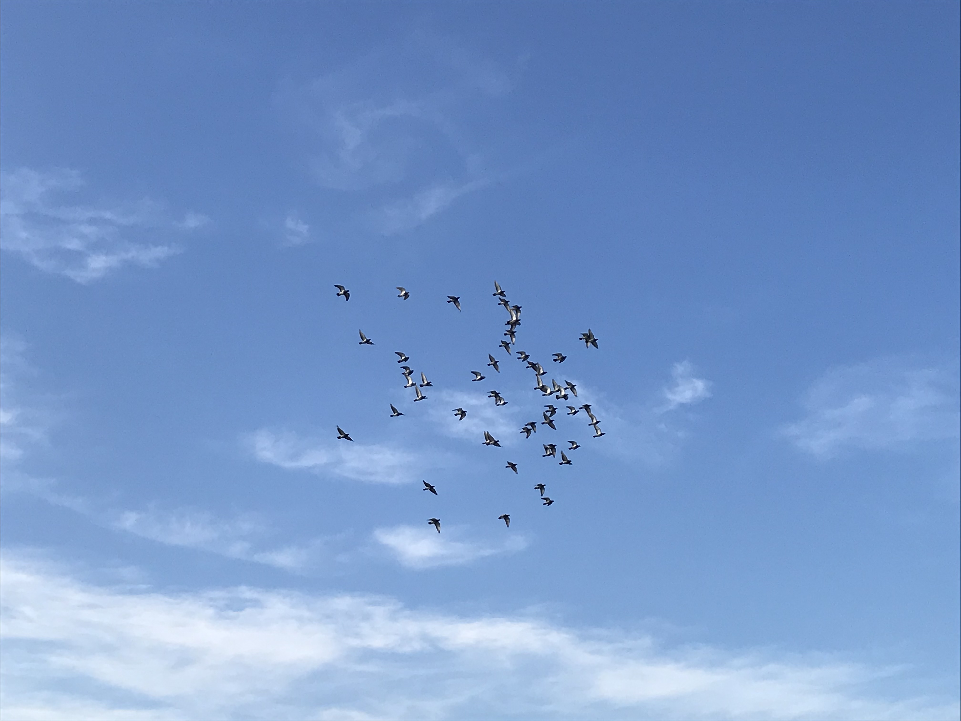 1006/1 1006/1