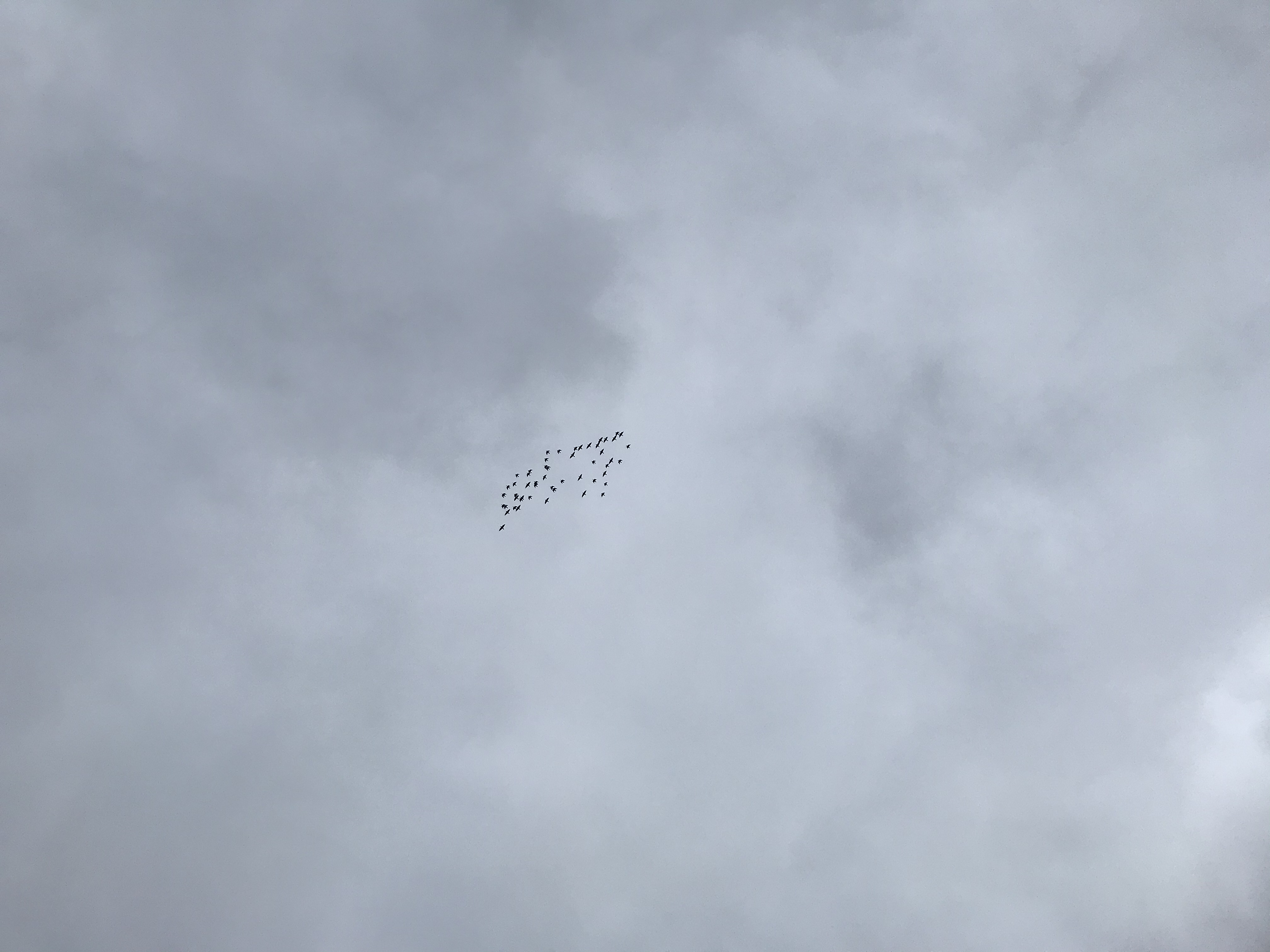 1013/2 1013/2