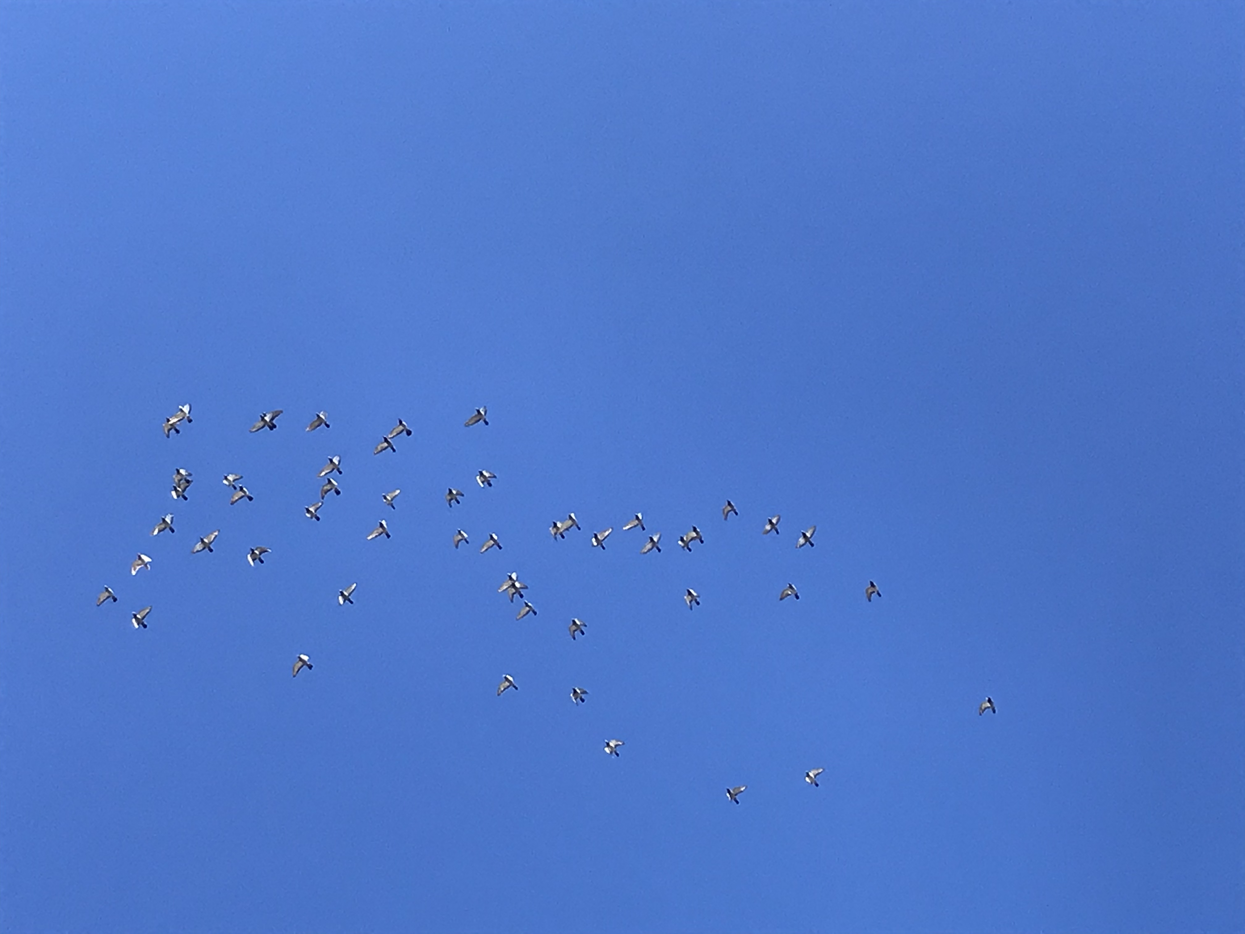1020/2 1020/2