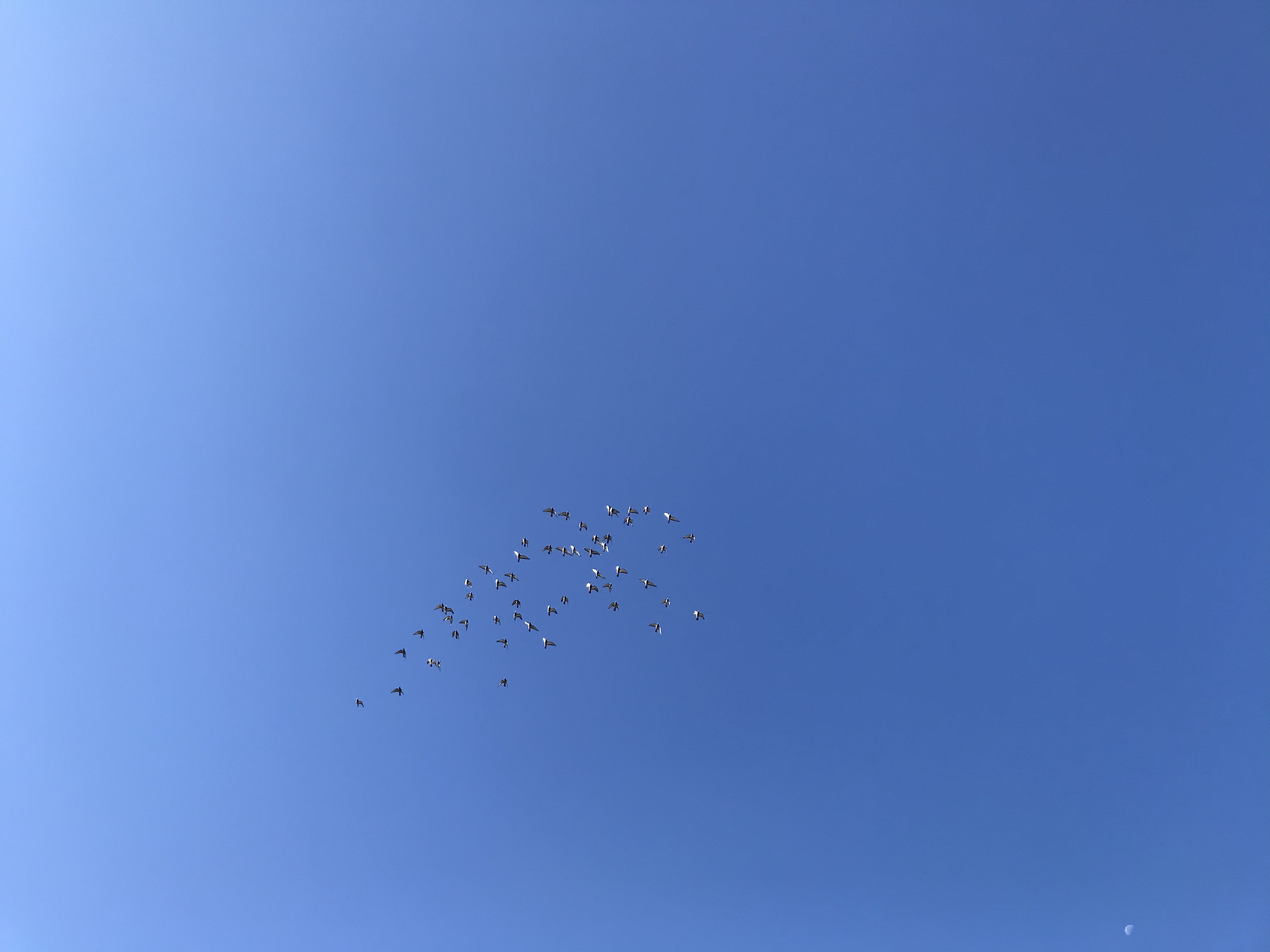 1028/1 1028/1