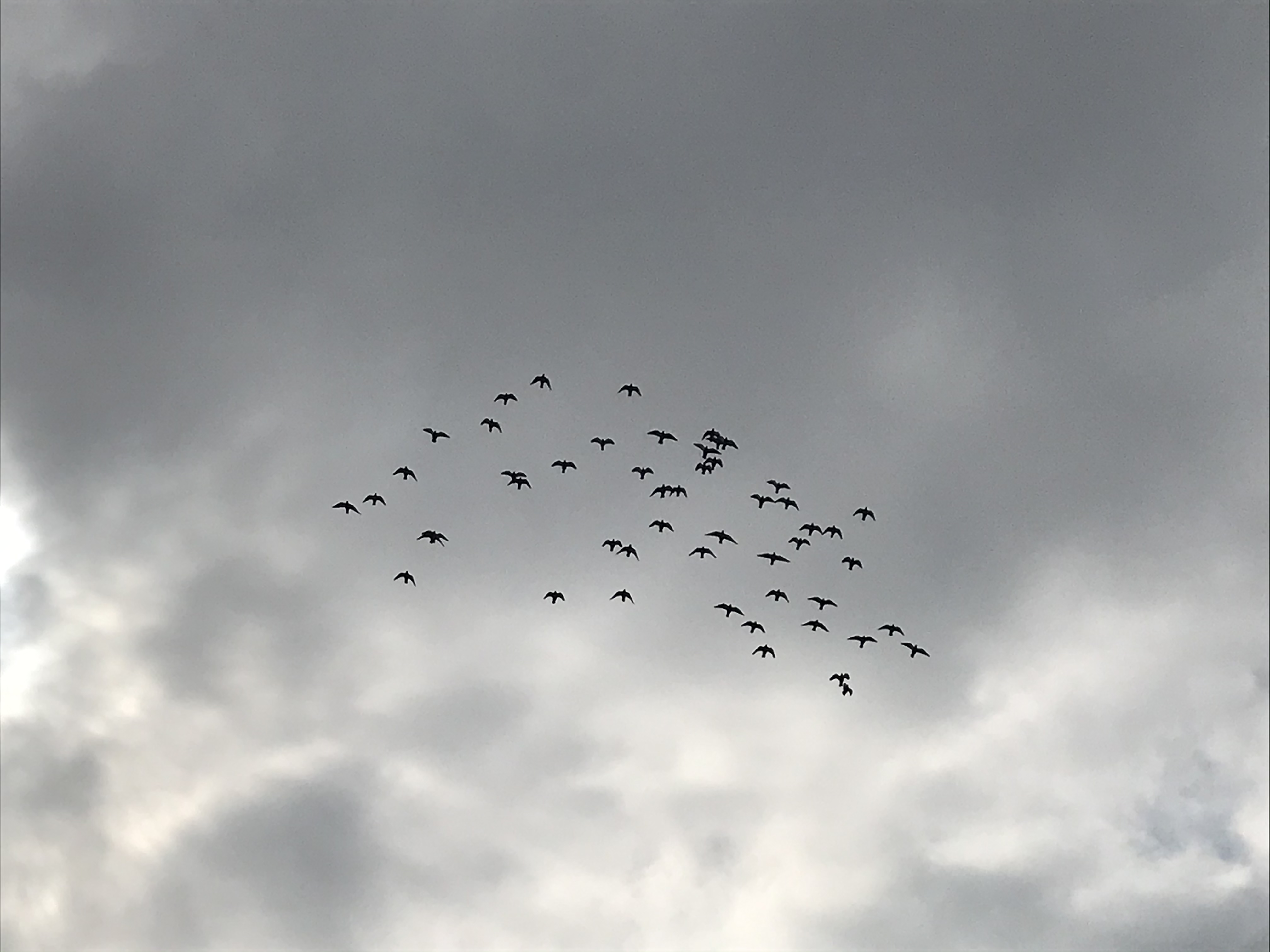 1102/1 1102/1