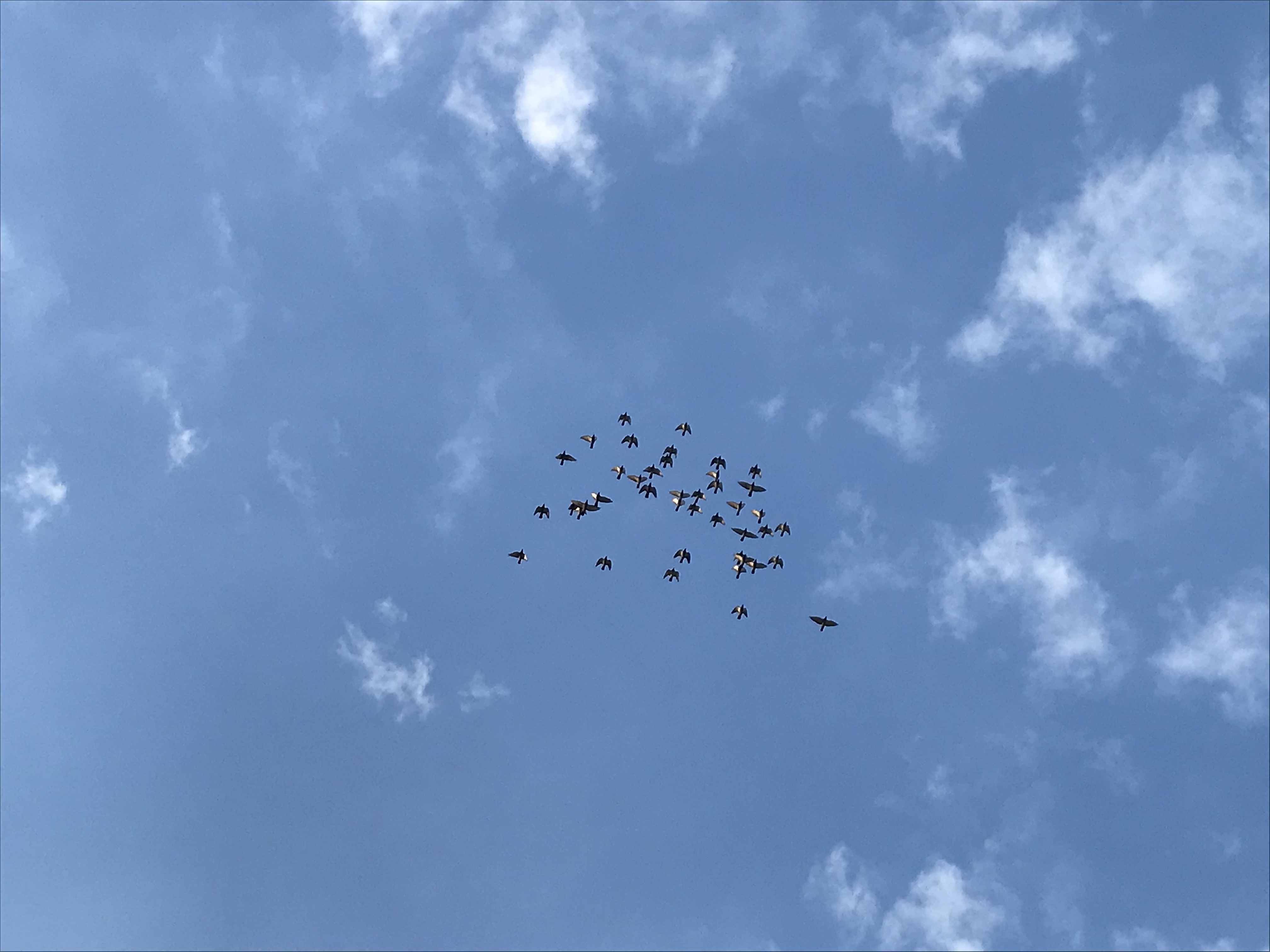 1117/1 1117/1
