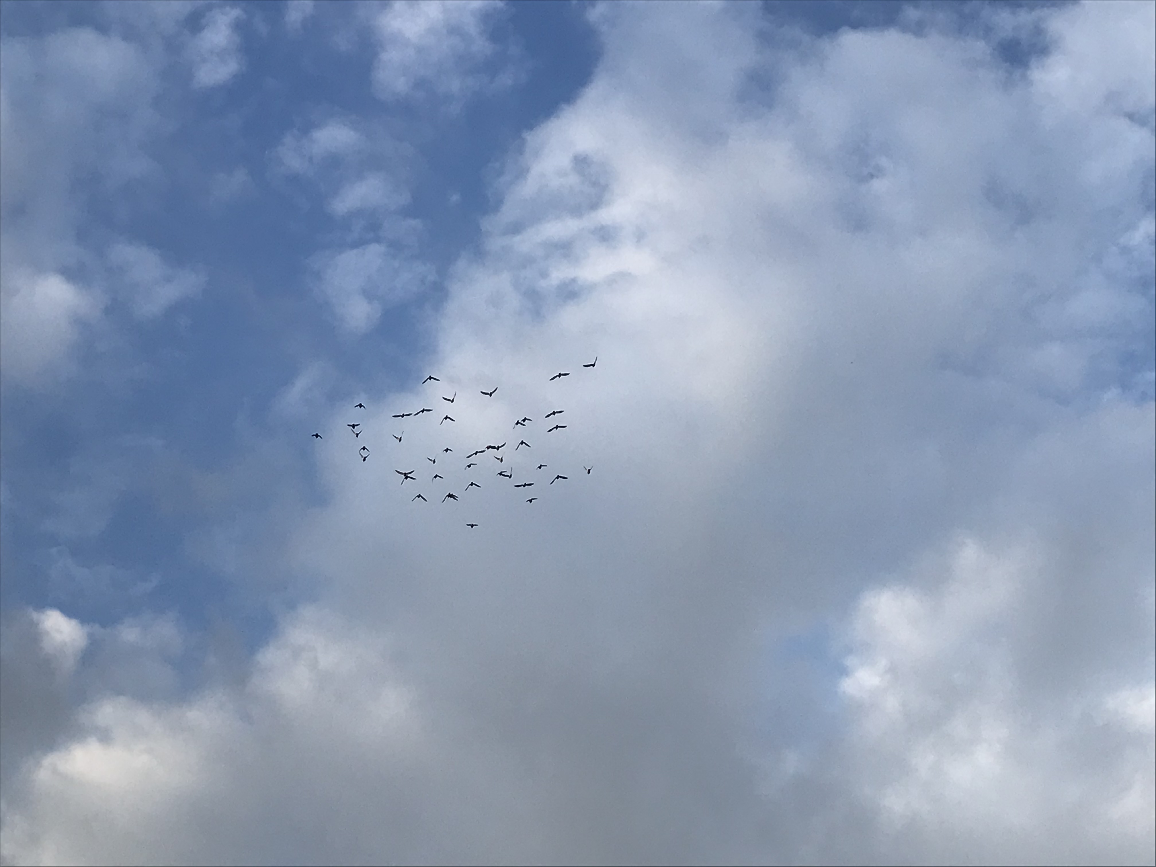 1117/2 1117/2