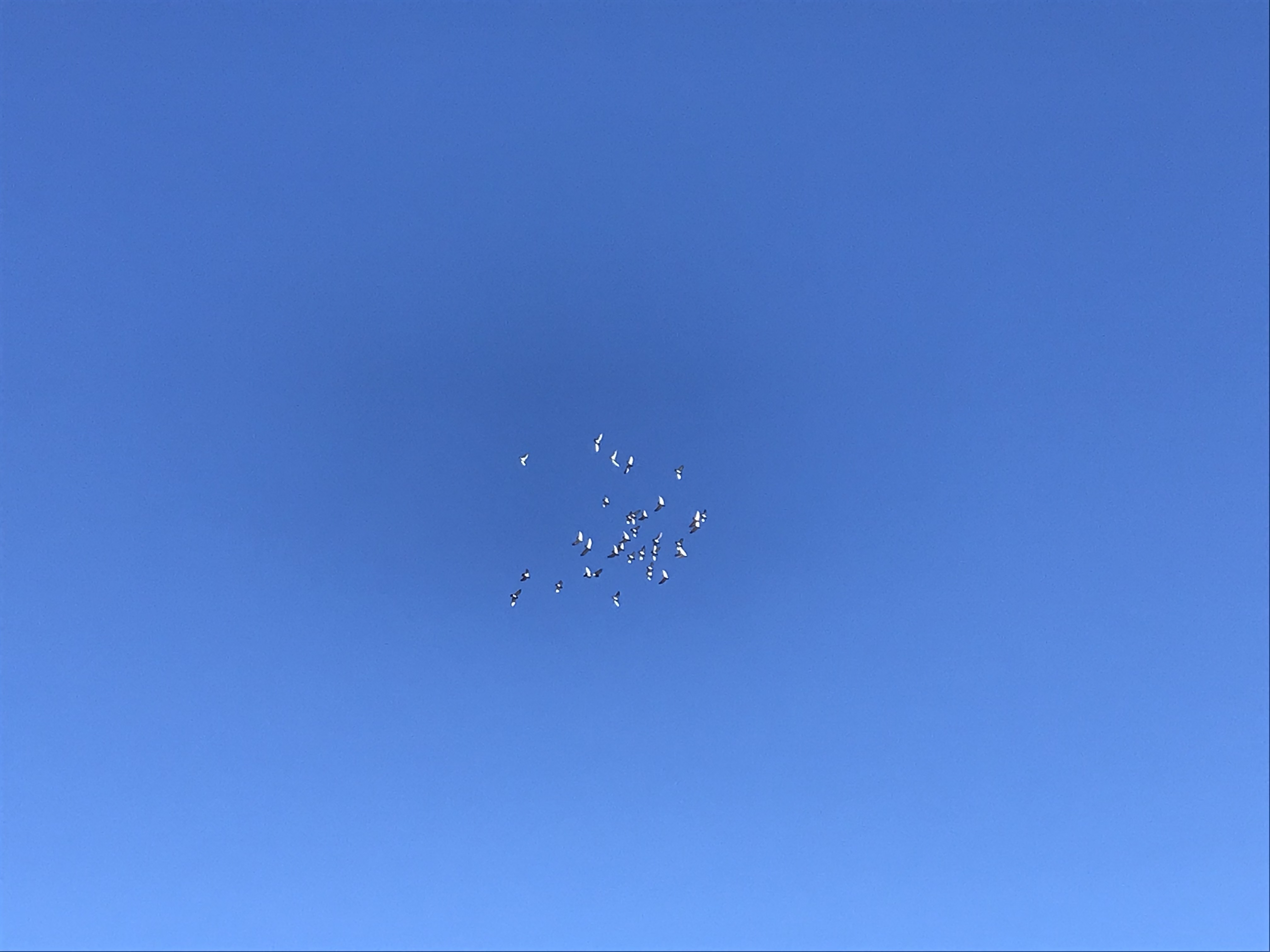 1127/1 1127/1