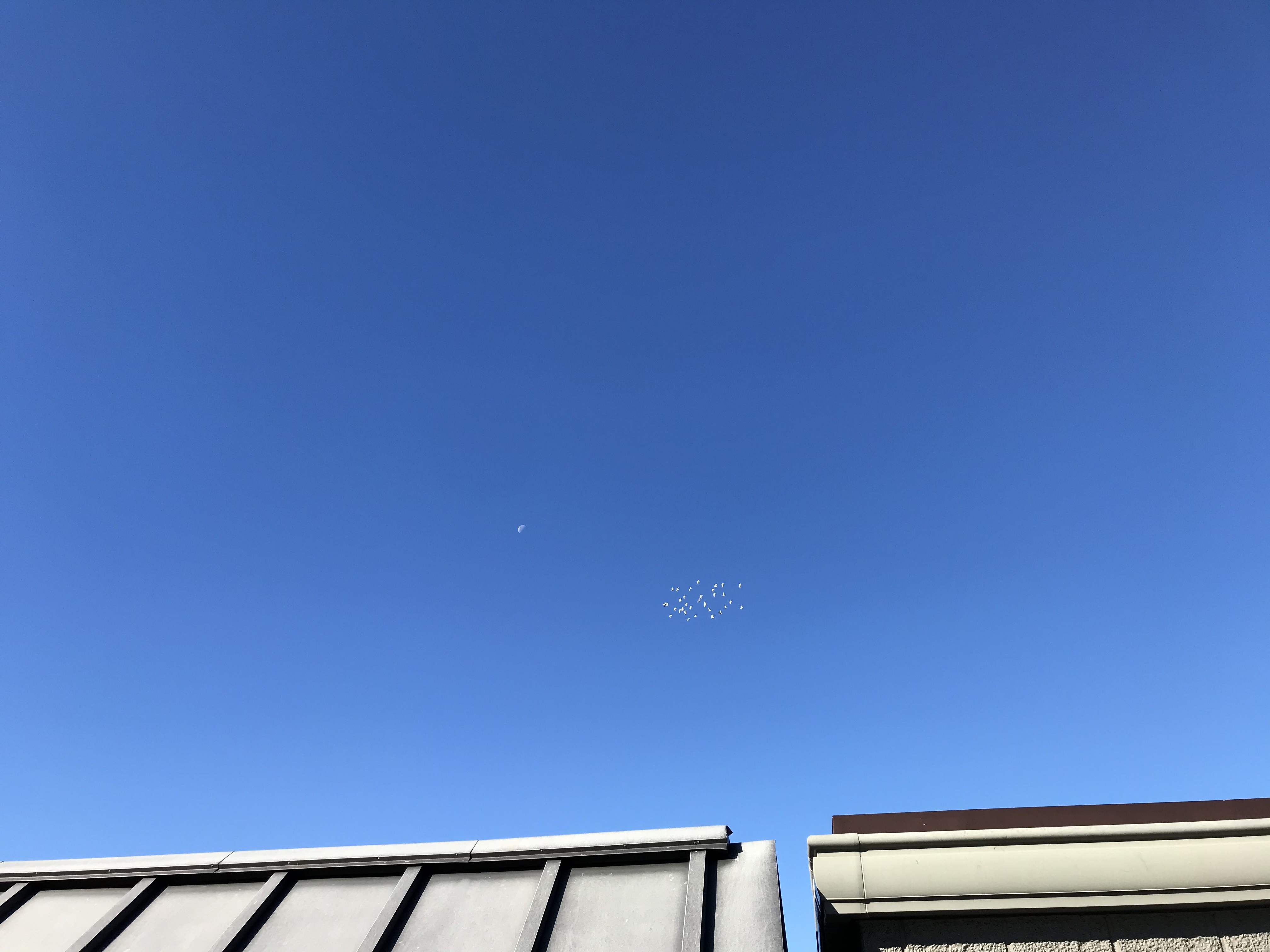 1127/2 1127/2