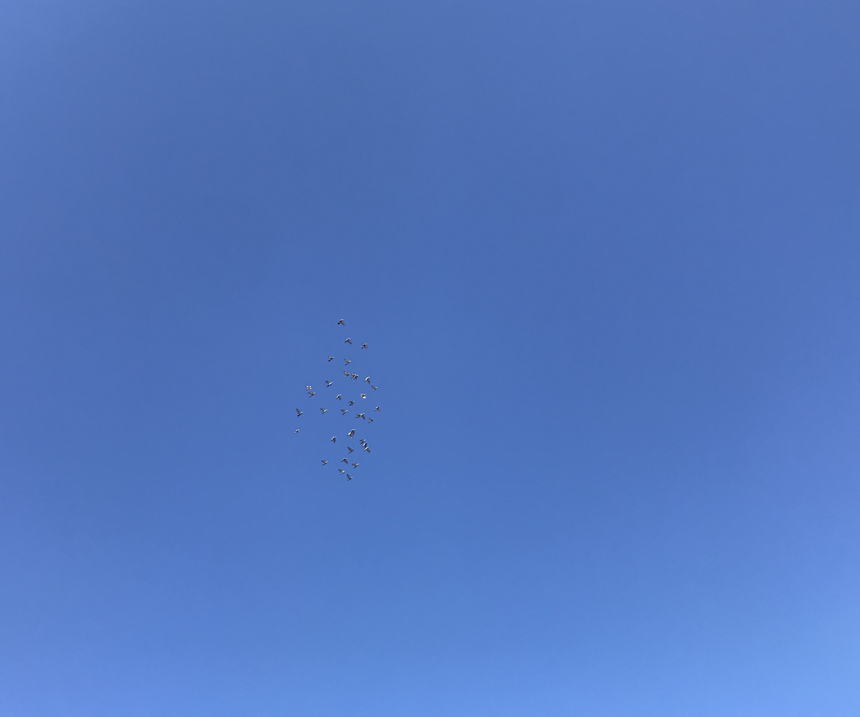 1224/1 1224/1
