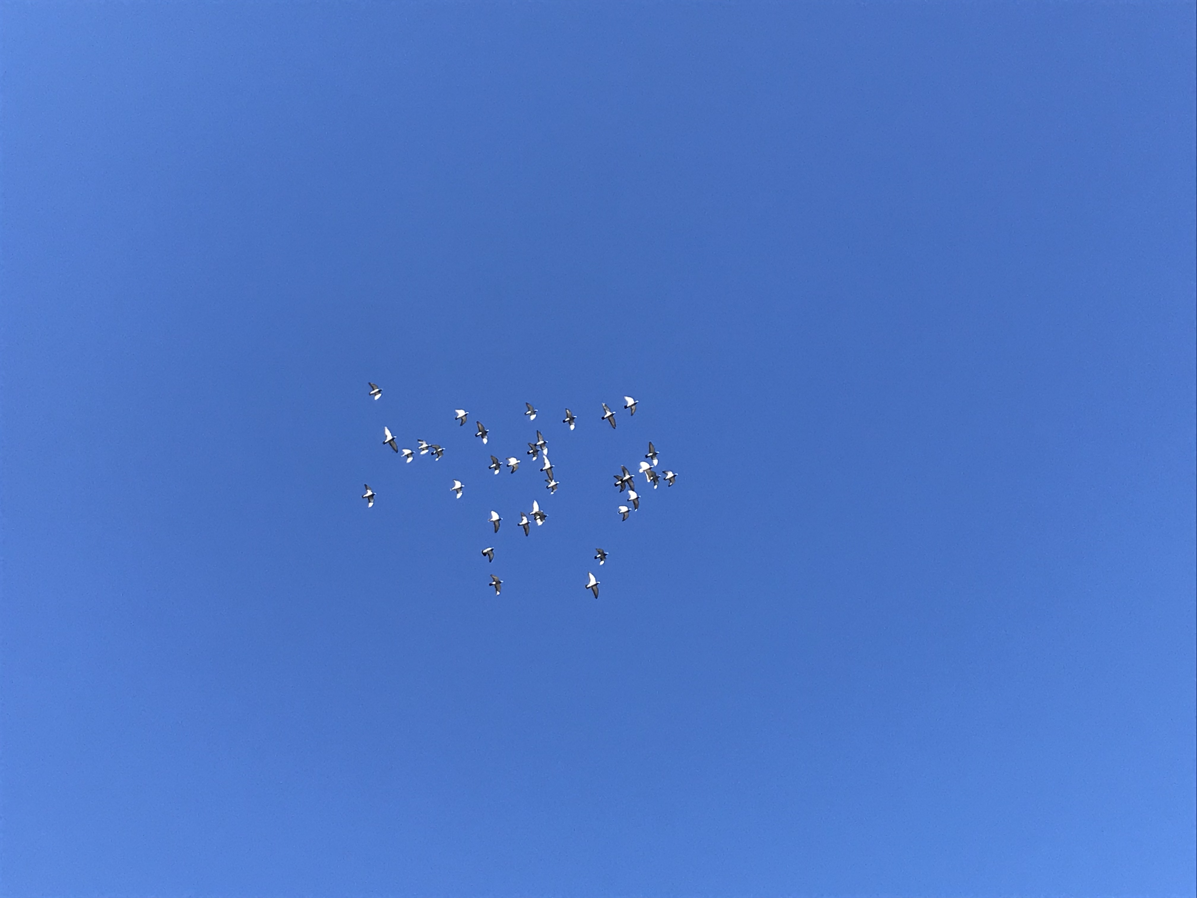 1228/2 1228/2