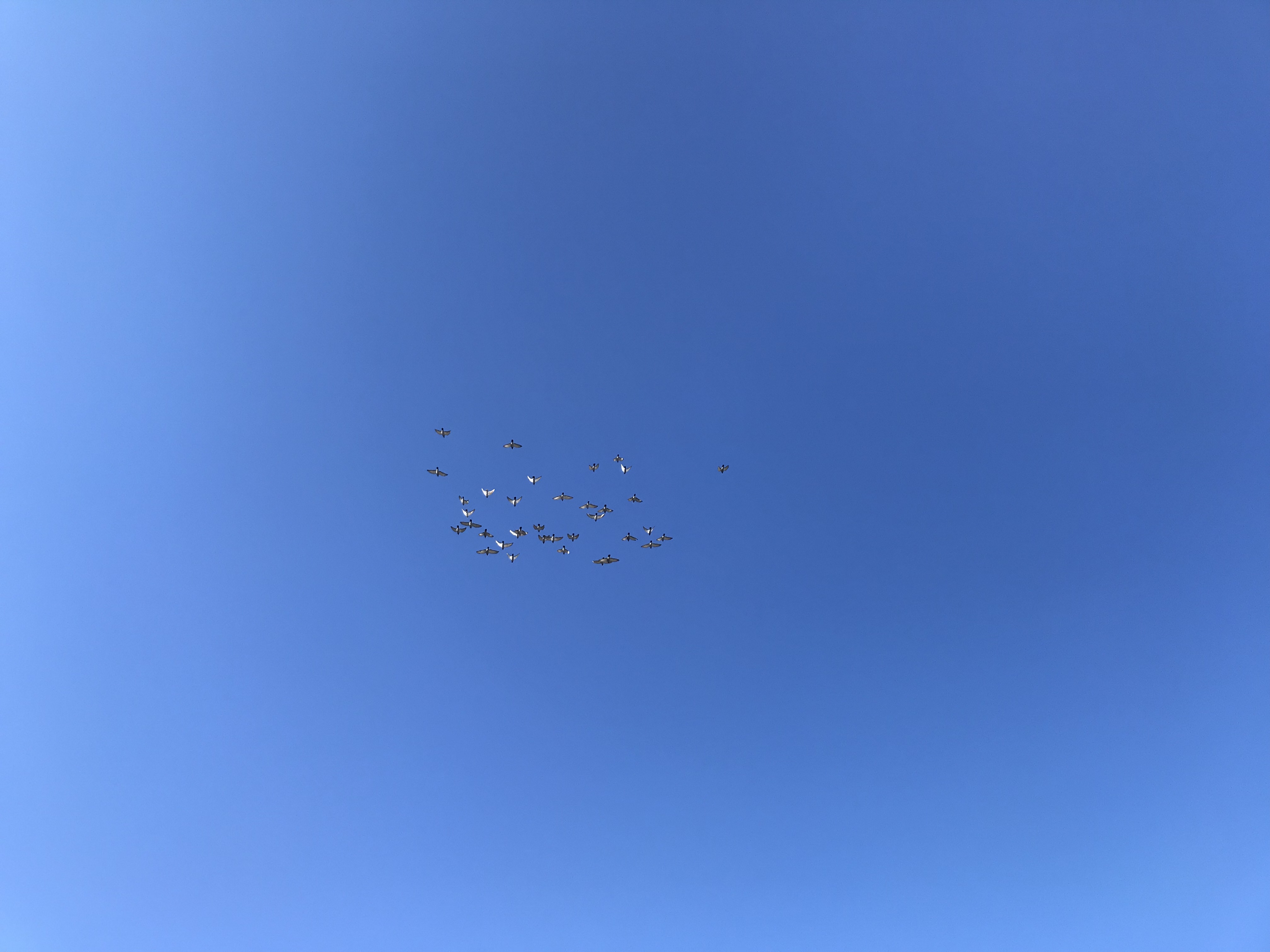 1230/1 1230/1