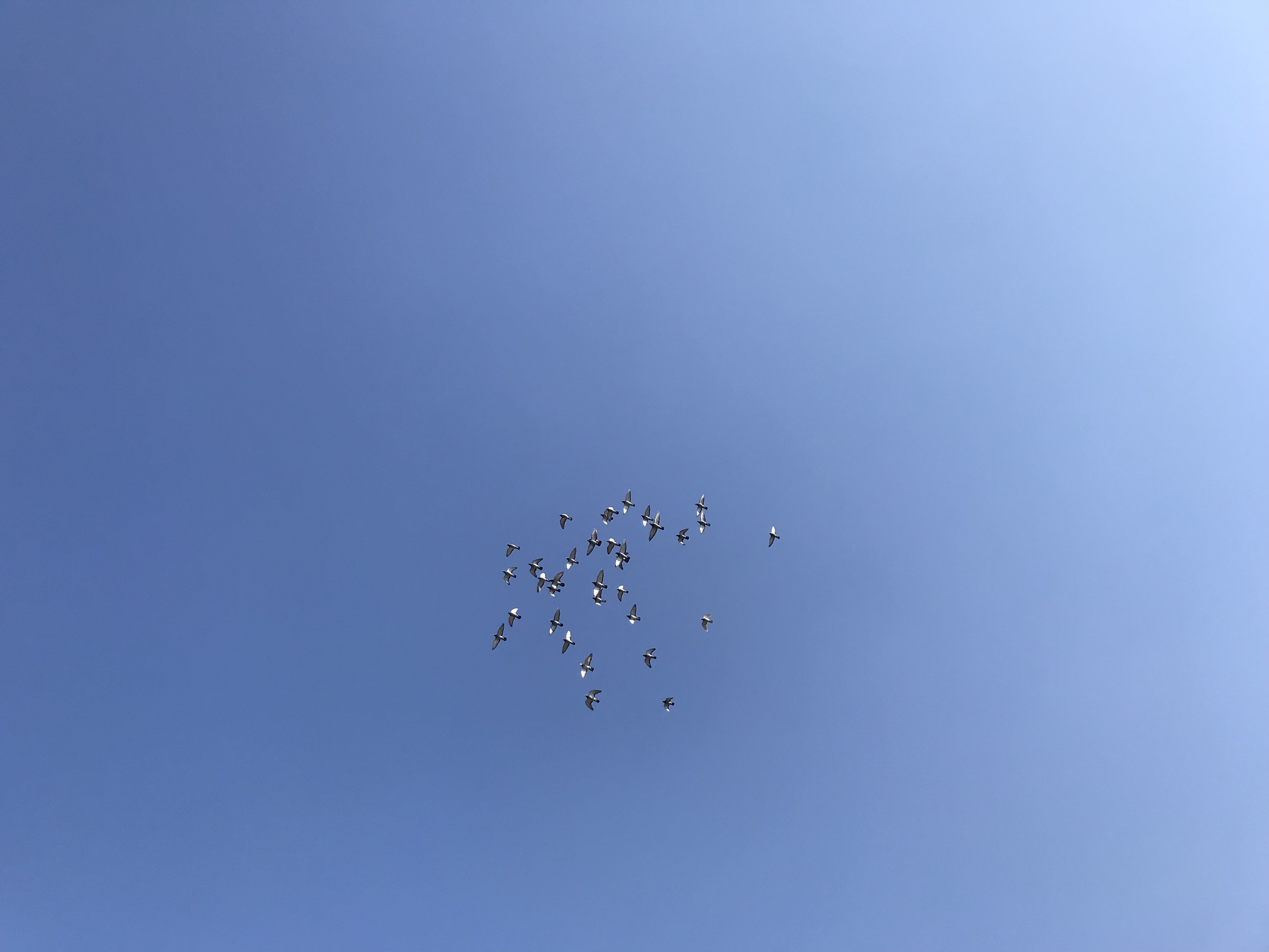 0305/1 0305/1