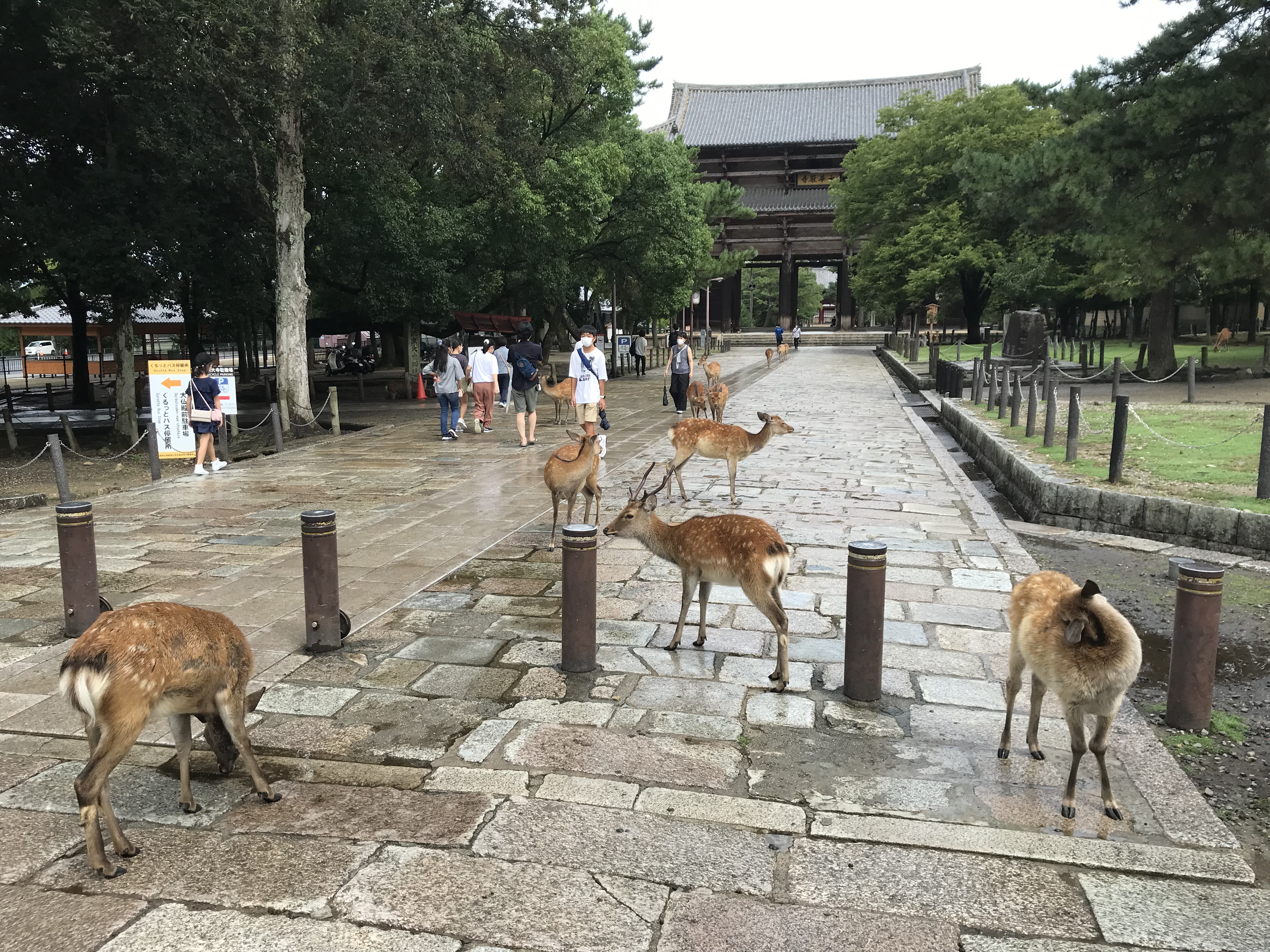 鹿 鹿