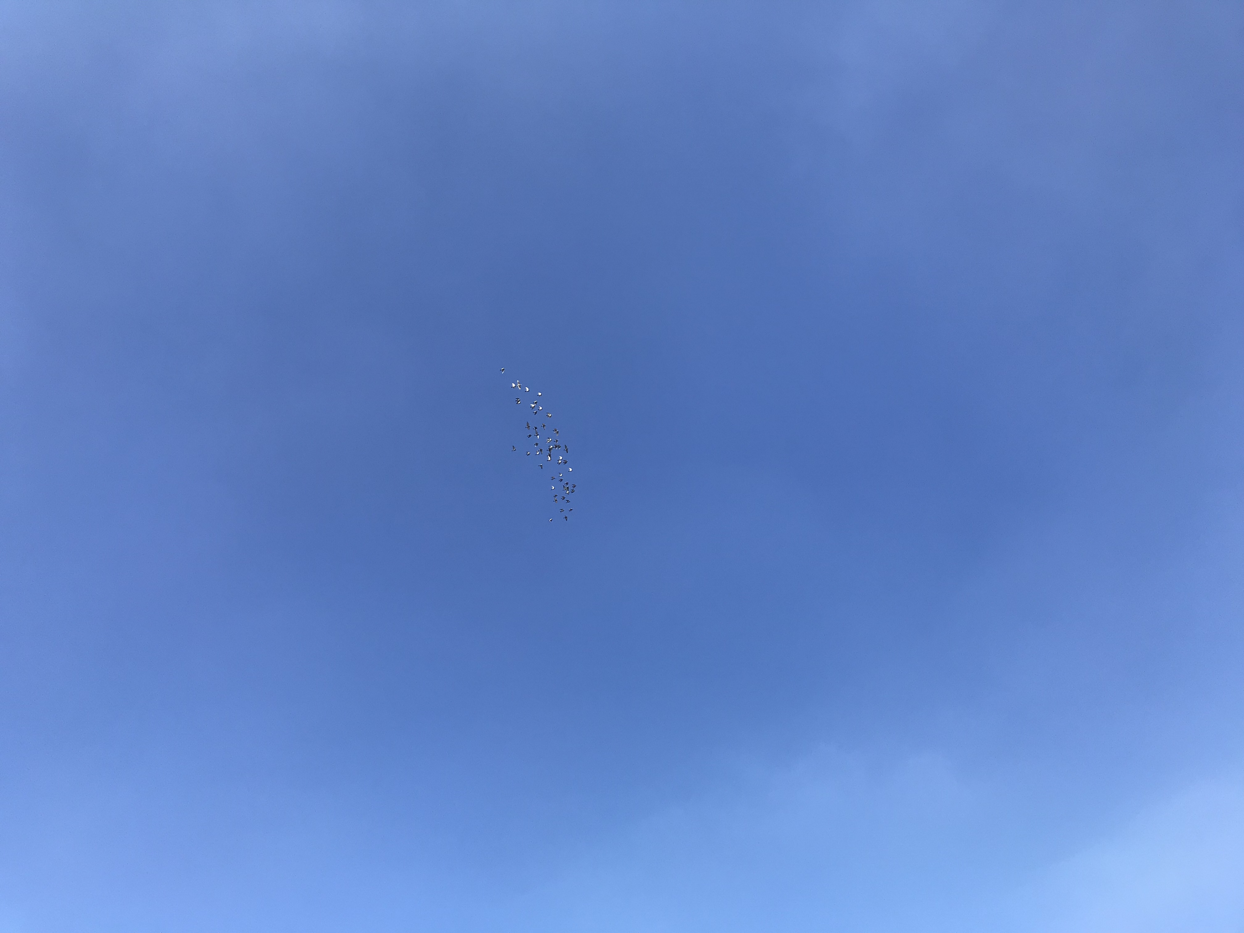 0930/1 0930/1