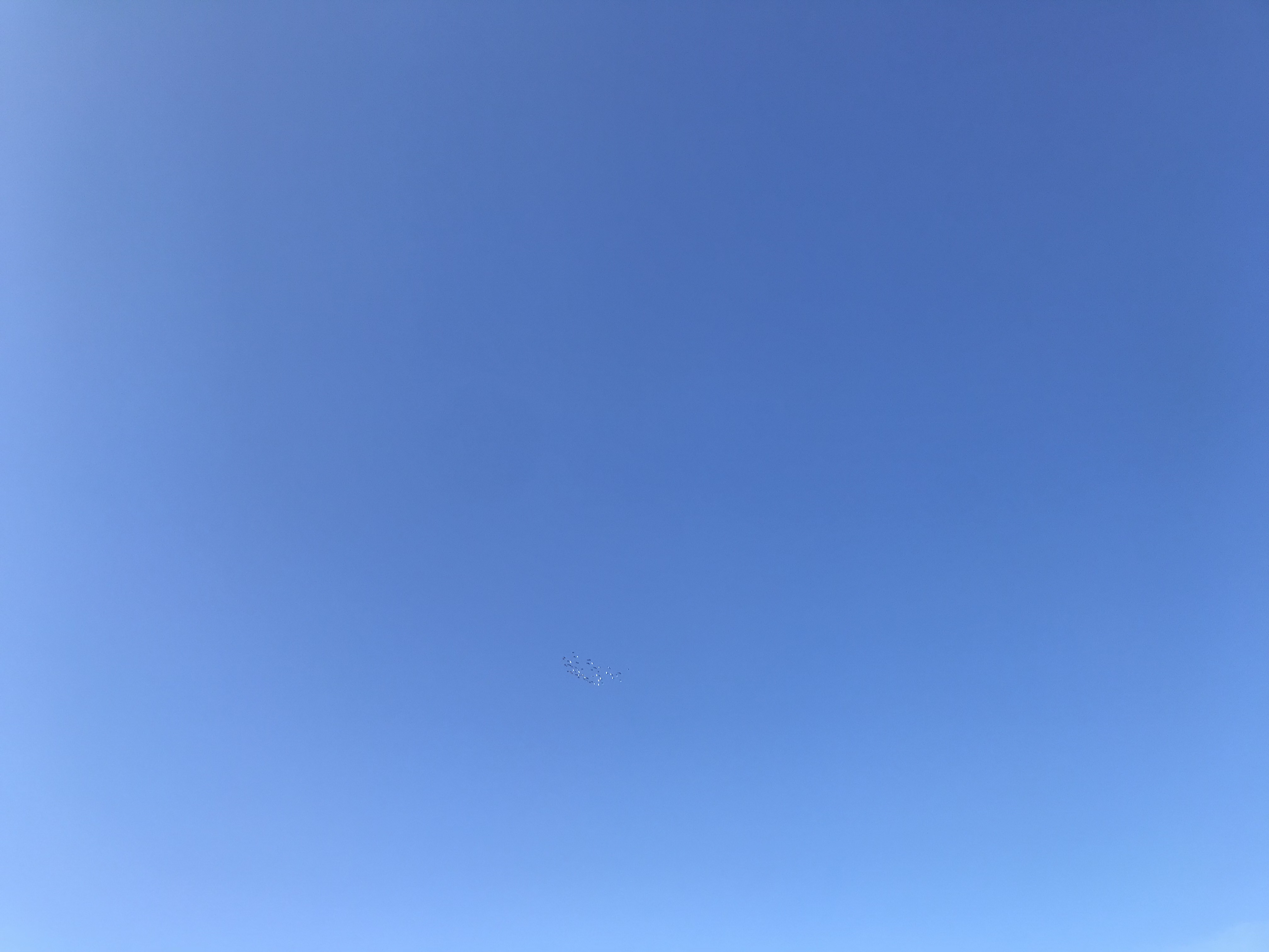 1004/1 1004/1