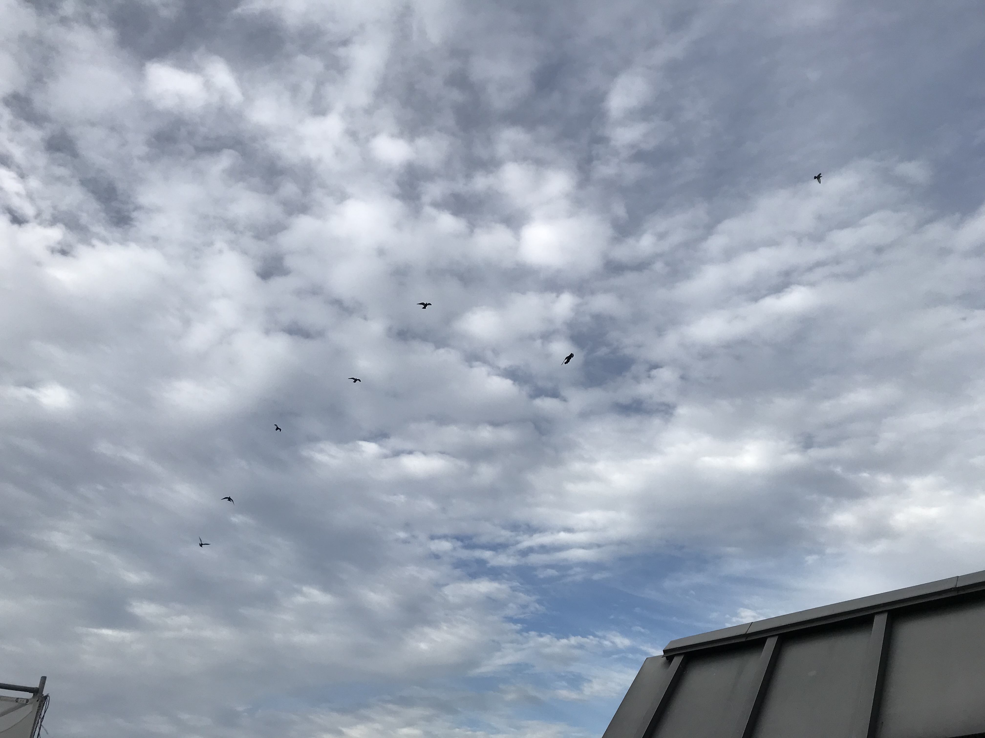 1009/1 1009/1