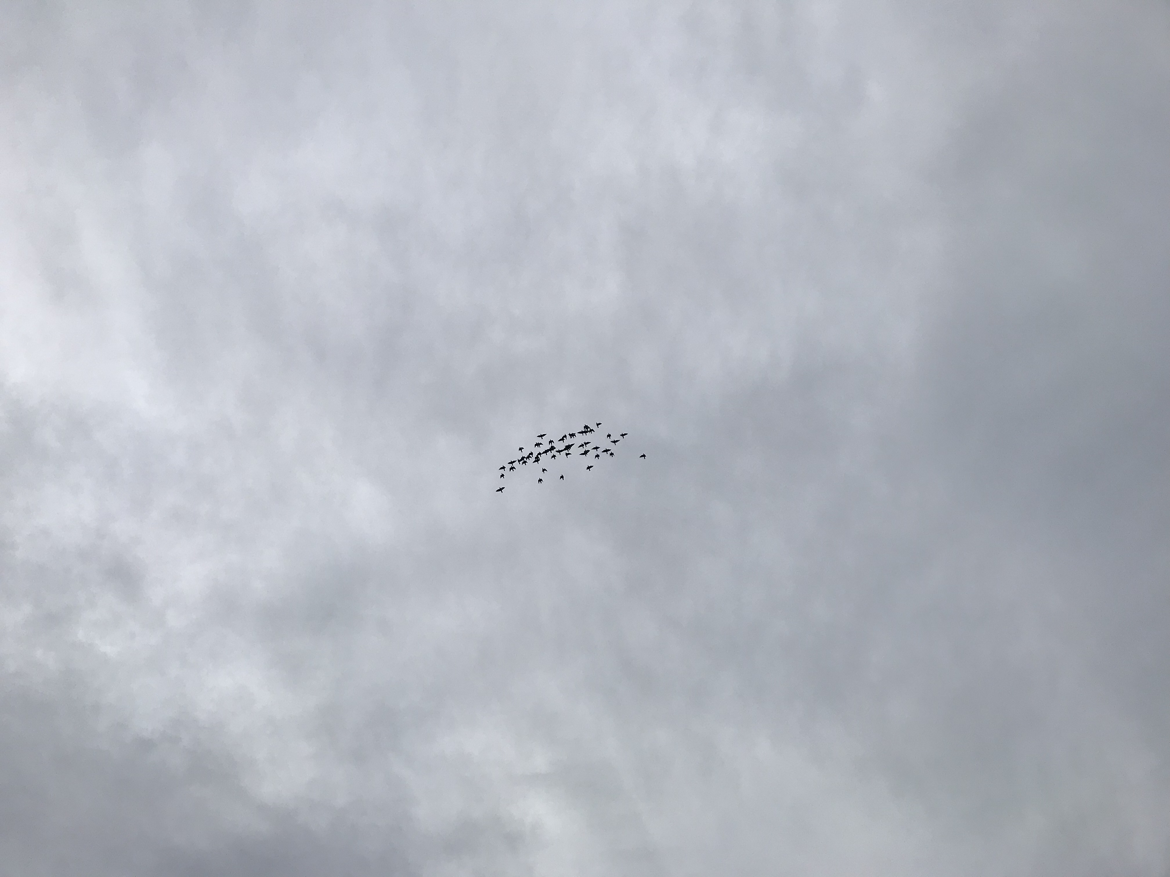 1101/1 1101/1