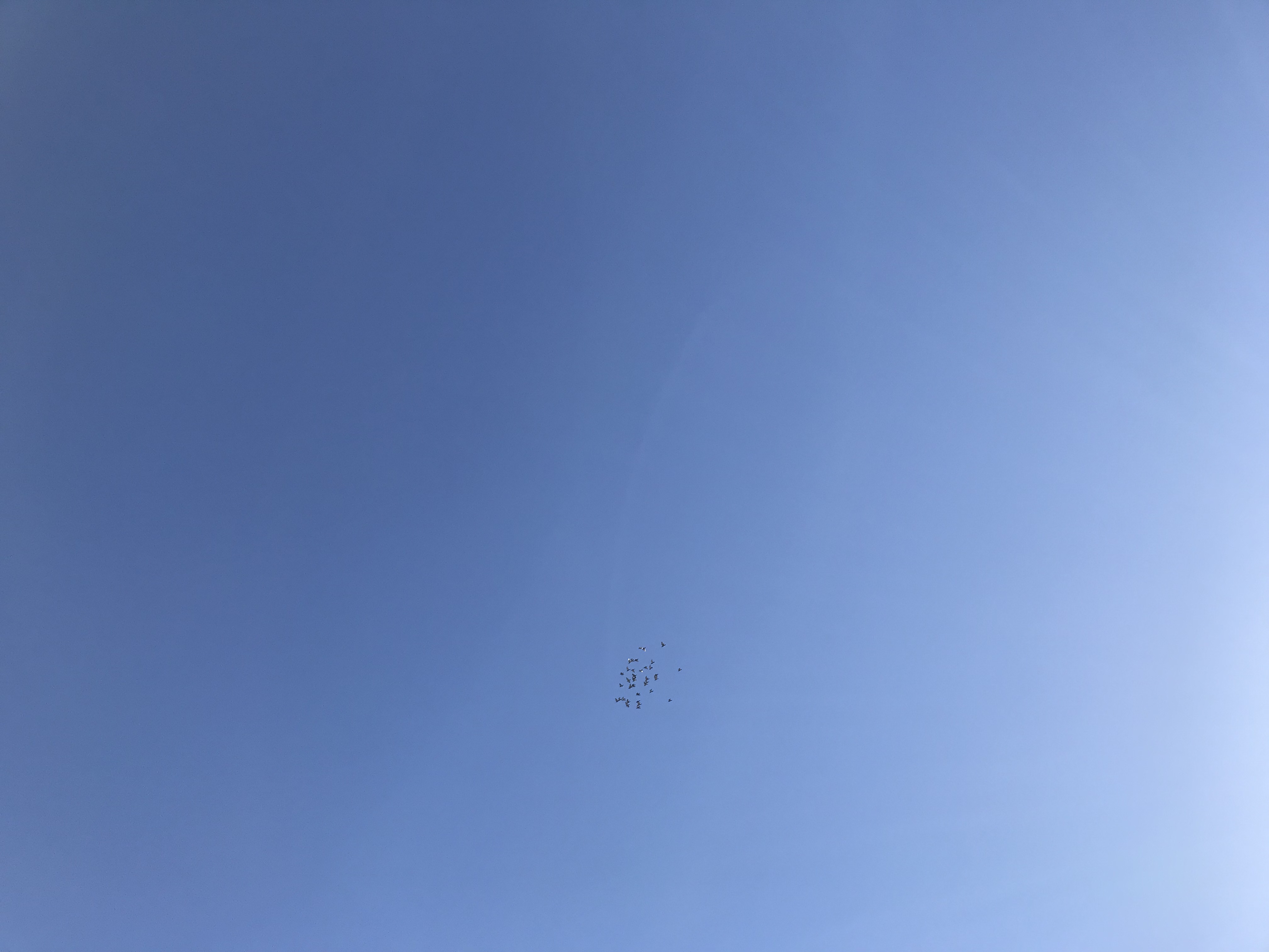 1204/1
