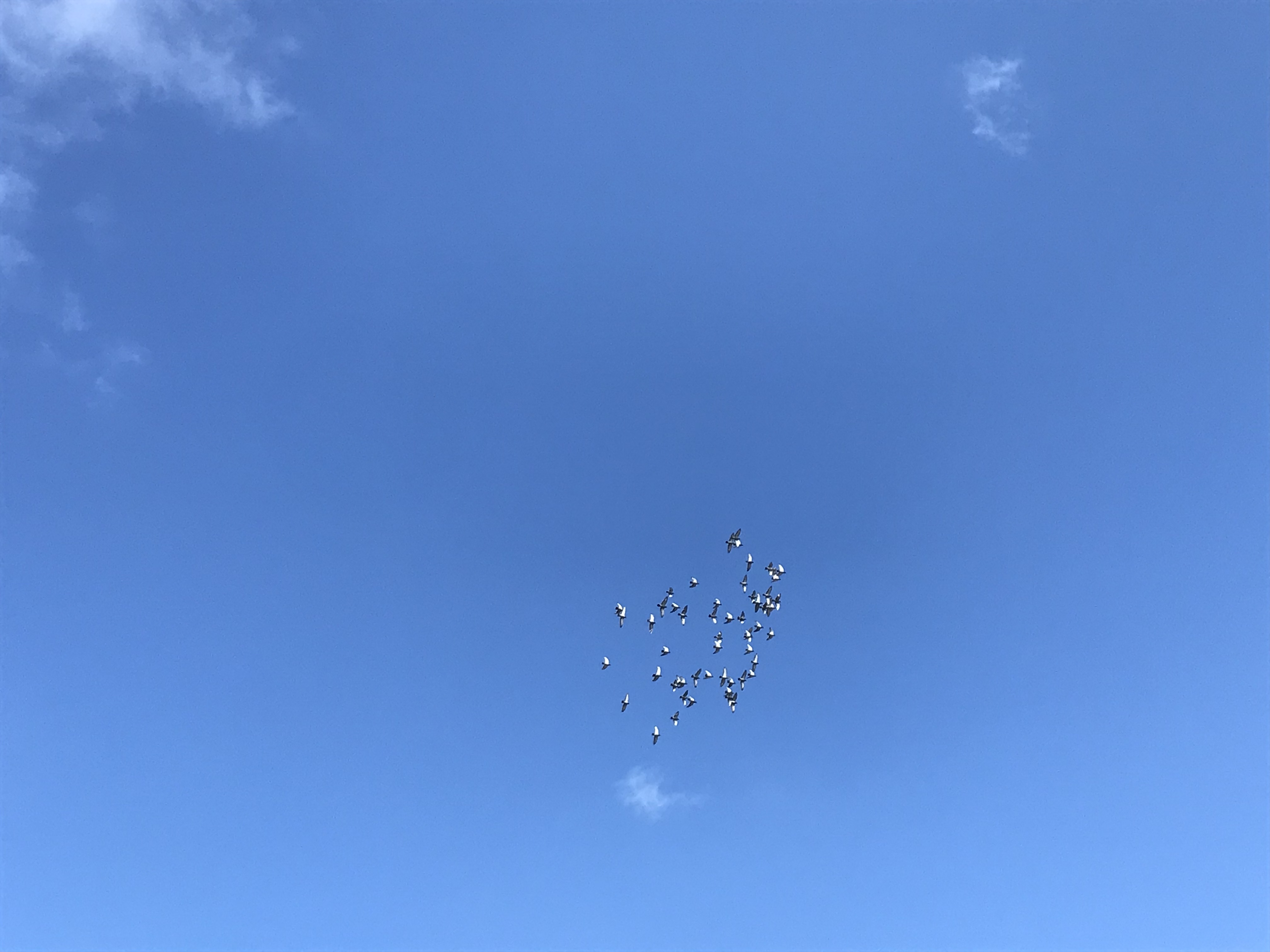 0810:2