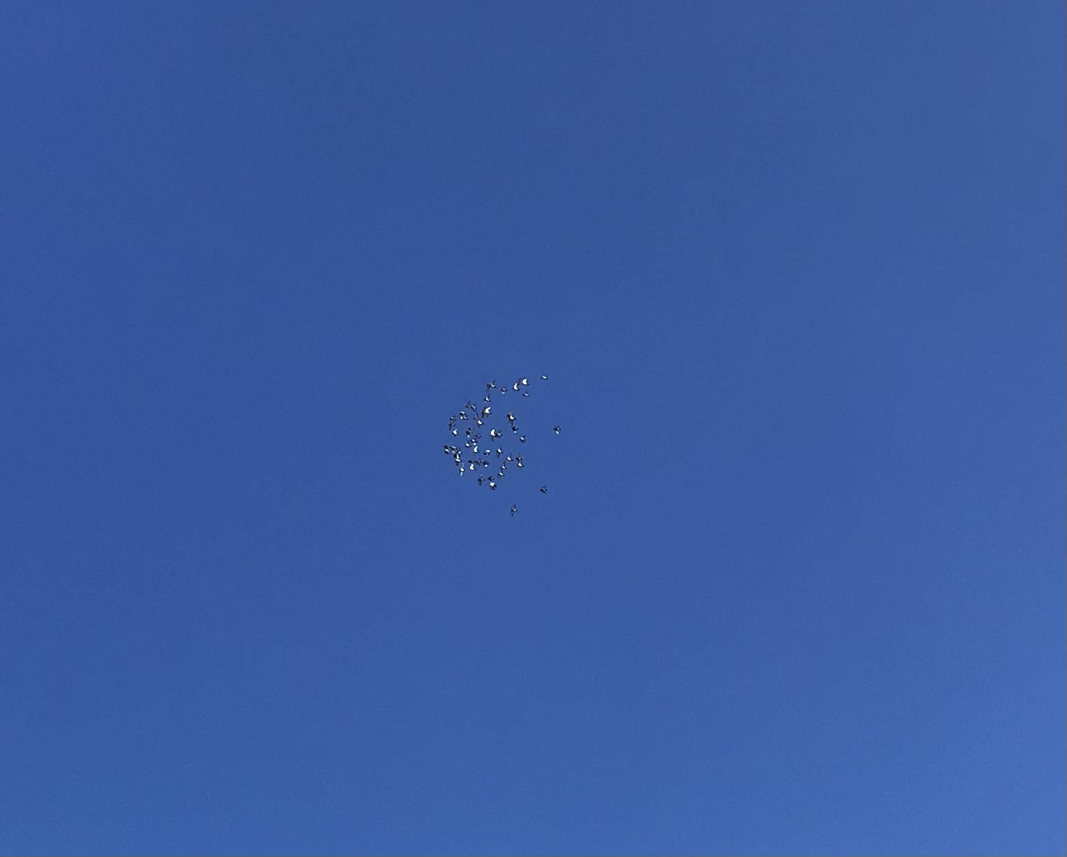 0818:1