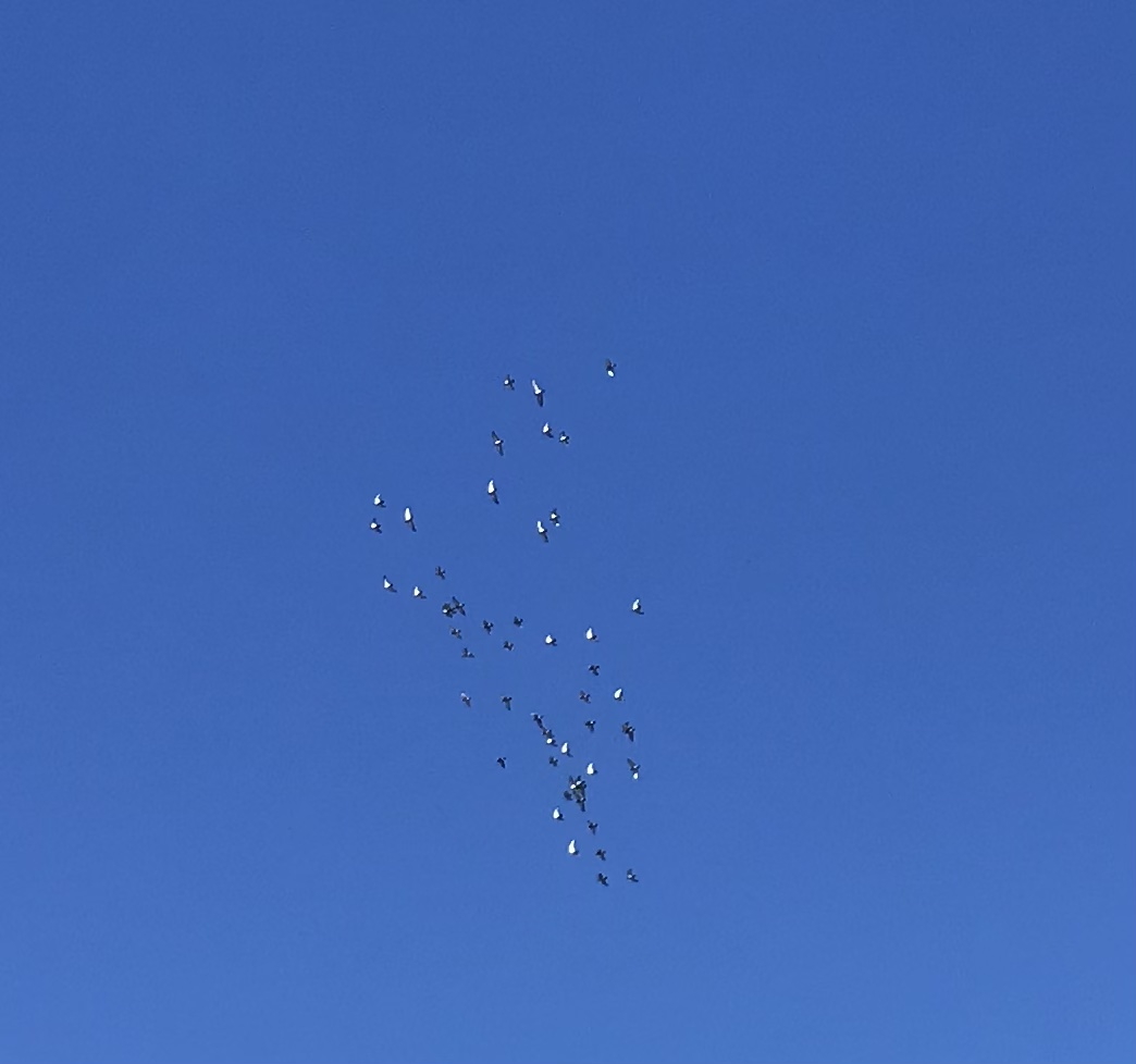 0919:1