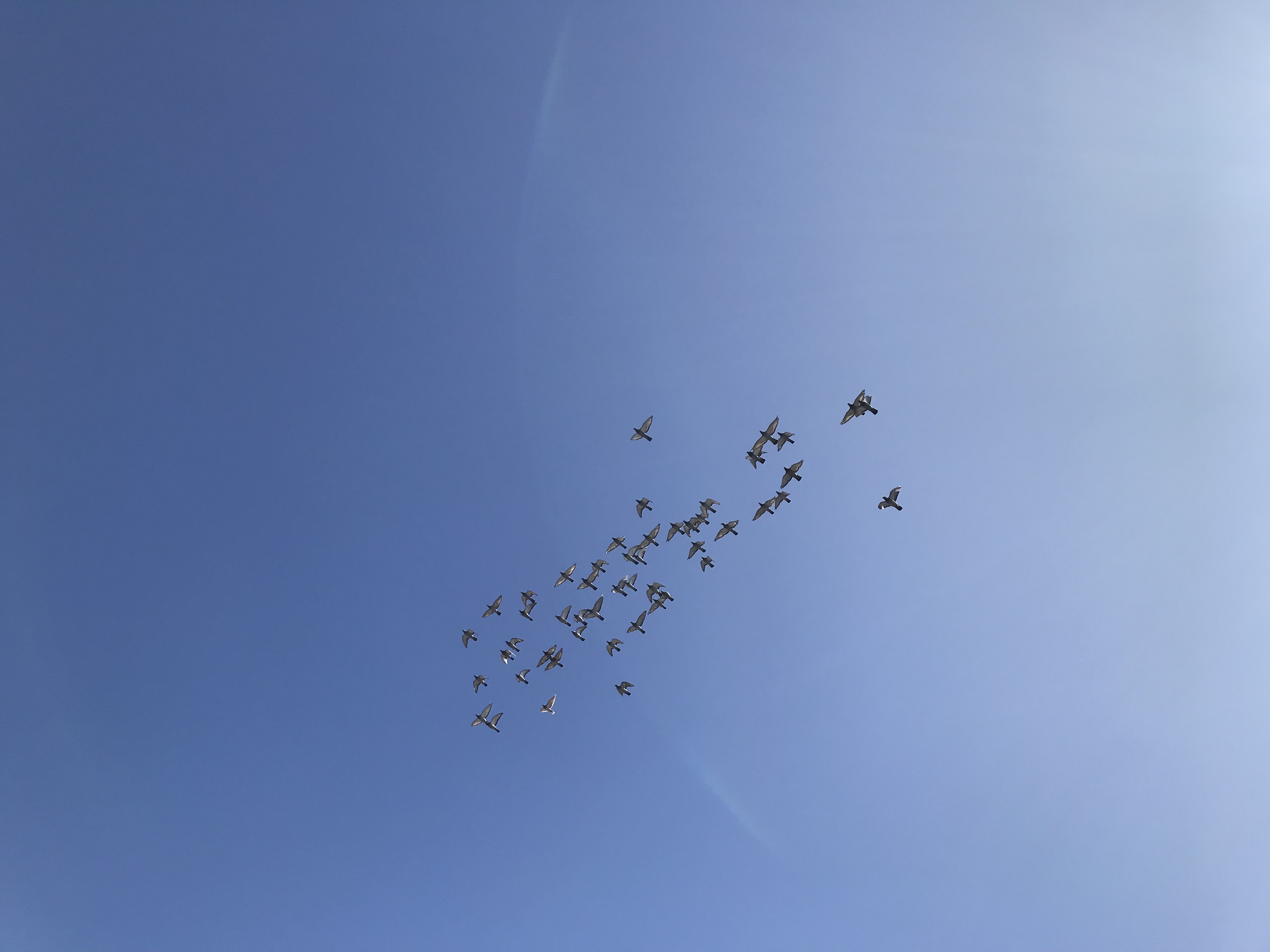 1006:1