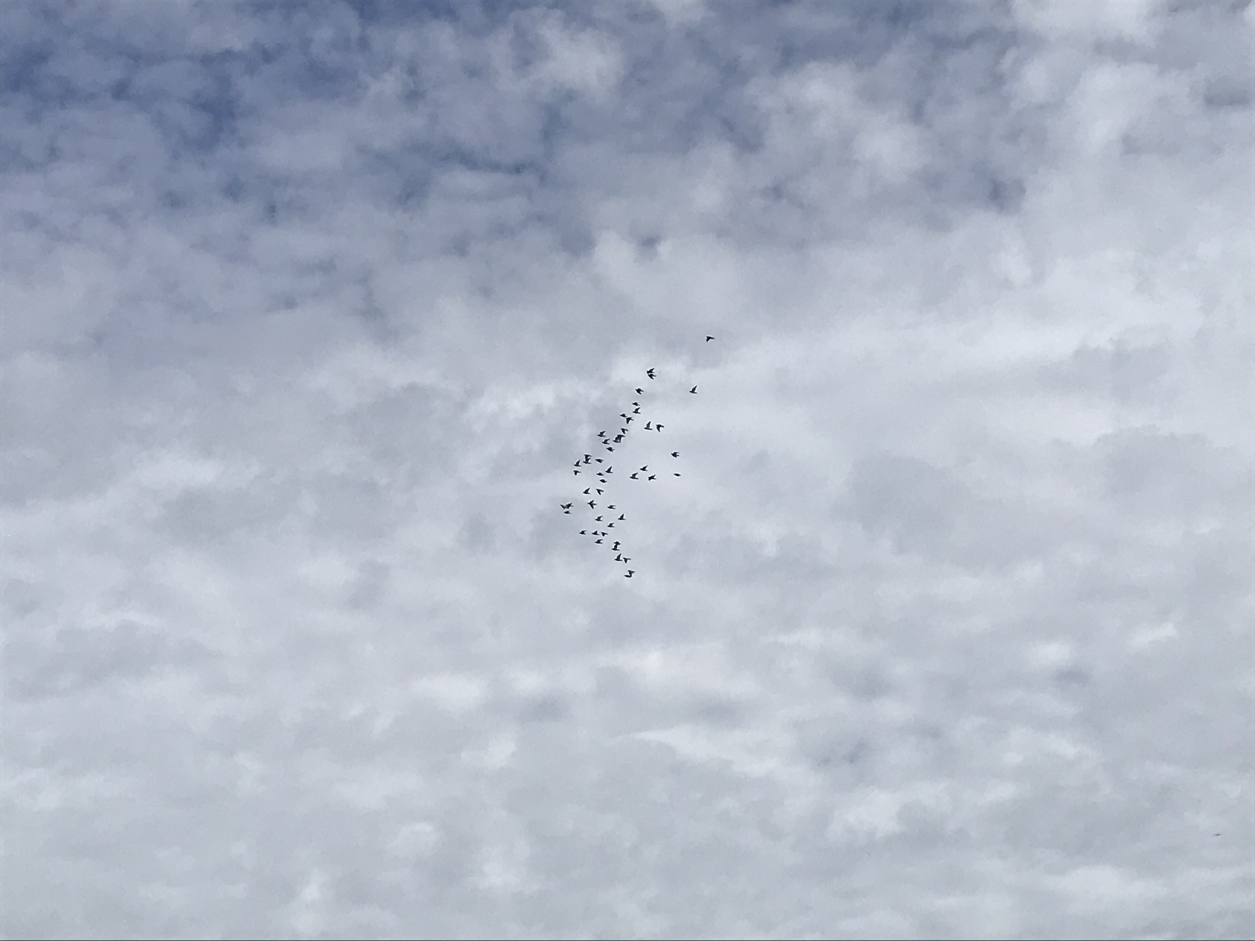 1008:1
